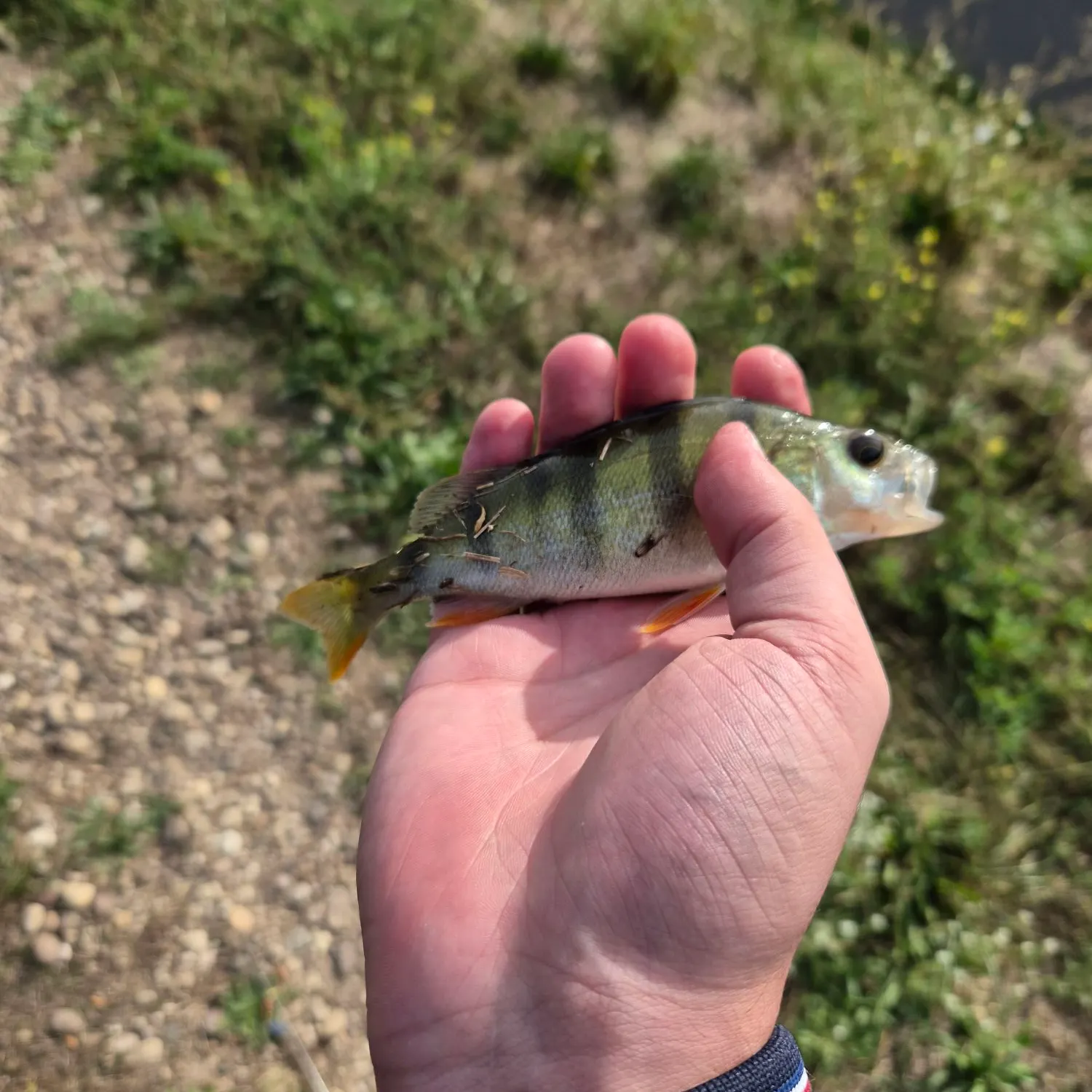 European perch caught on Fishbrain