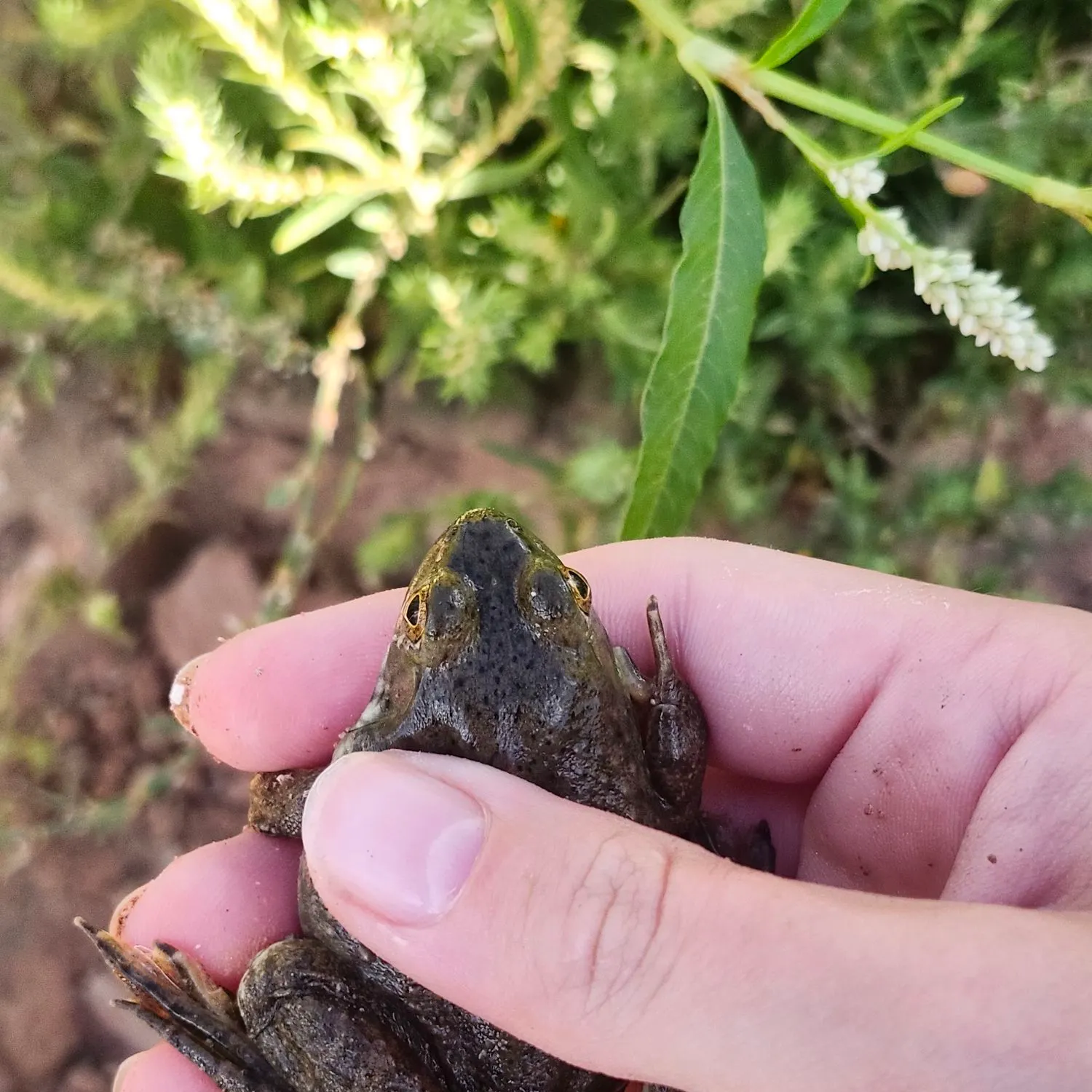 American bullfrog caught on Fishbrain