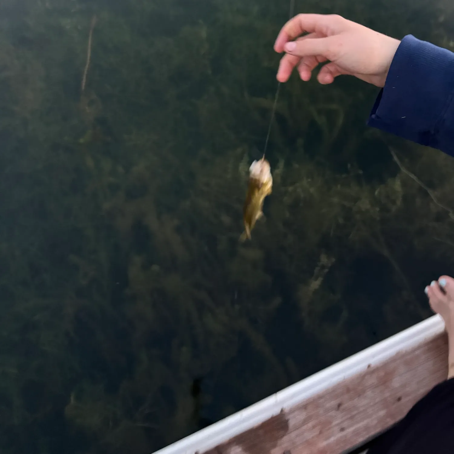 Smallmouth bass caught on Fishbrain