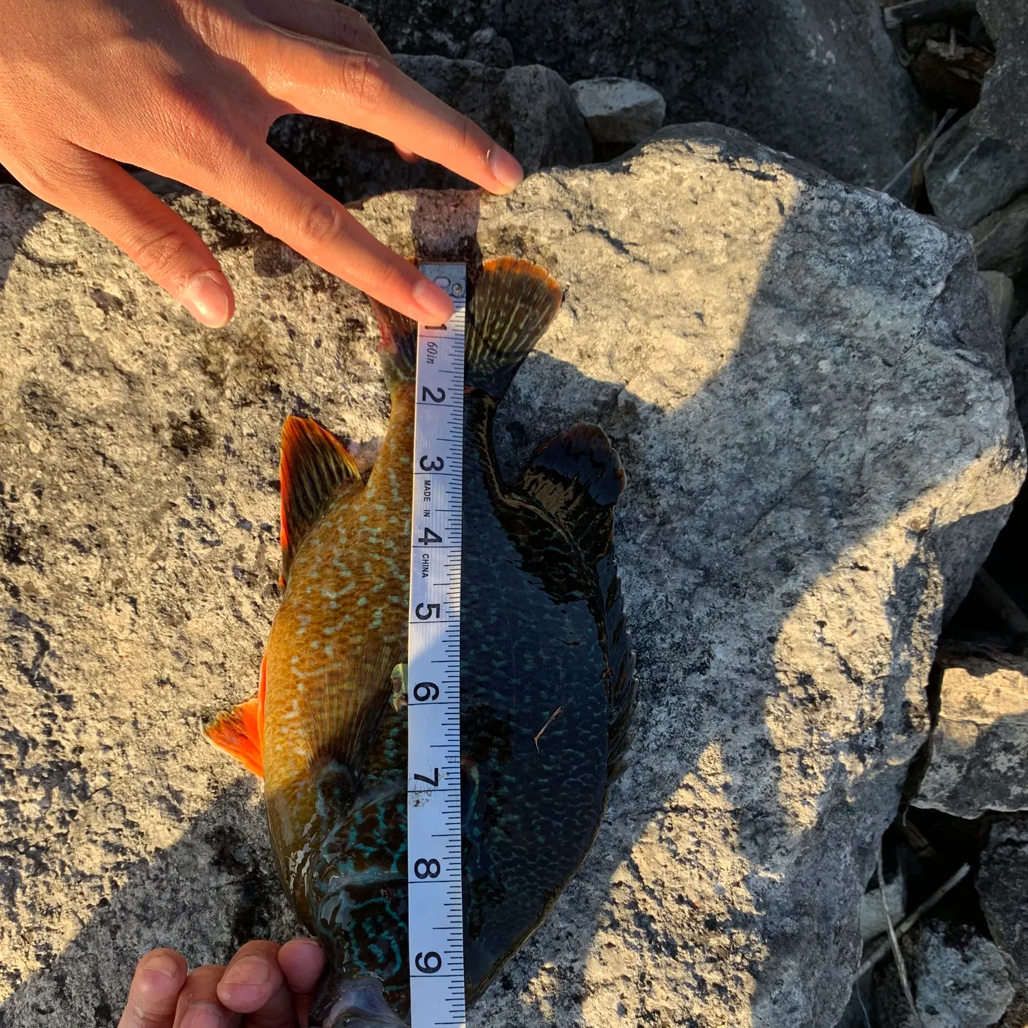 recently logged catches
