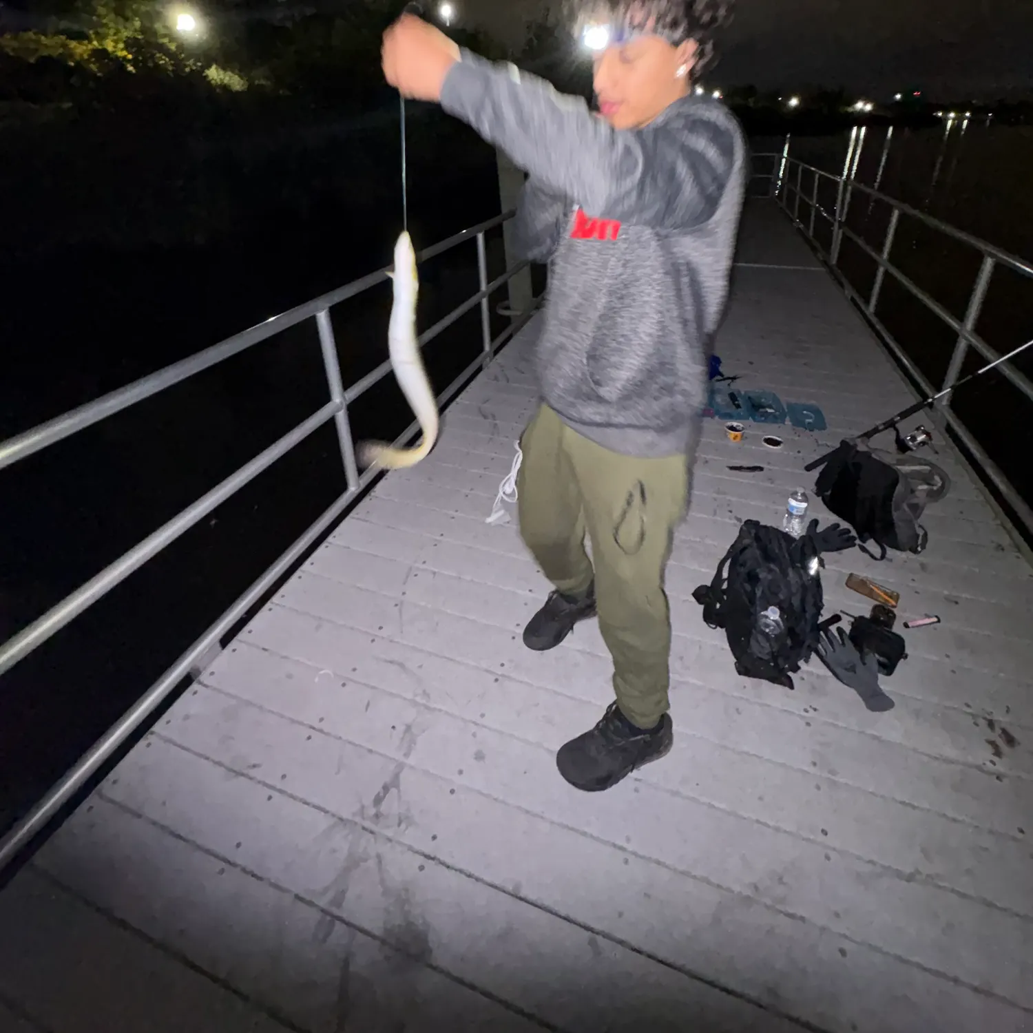American eel caught on Fishbrain