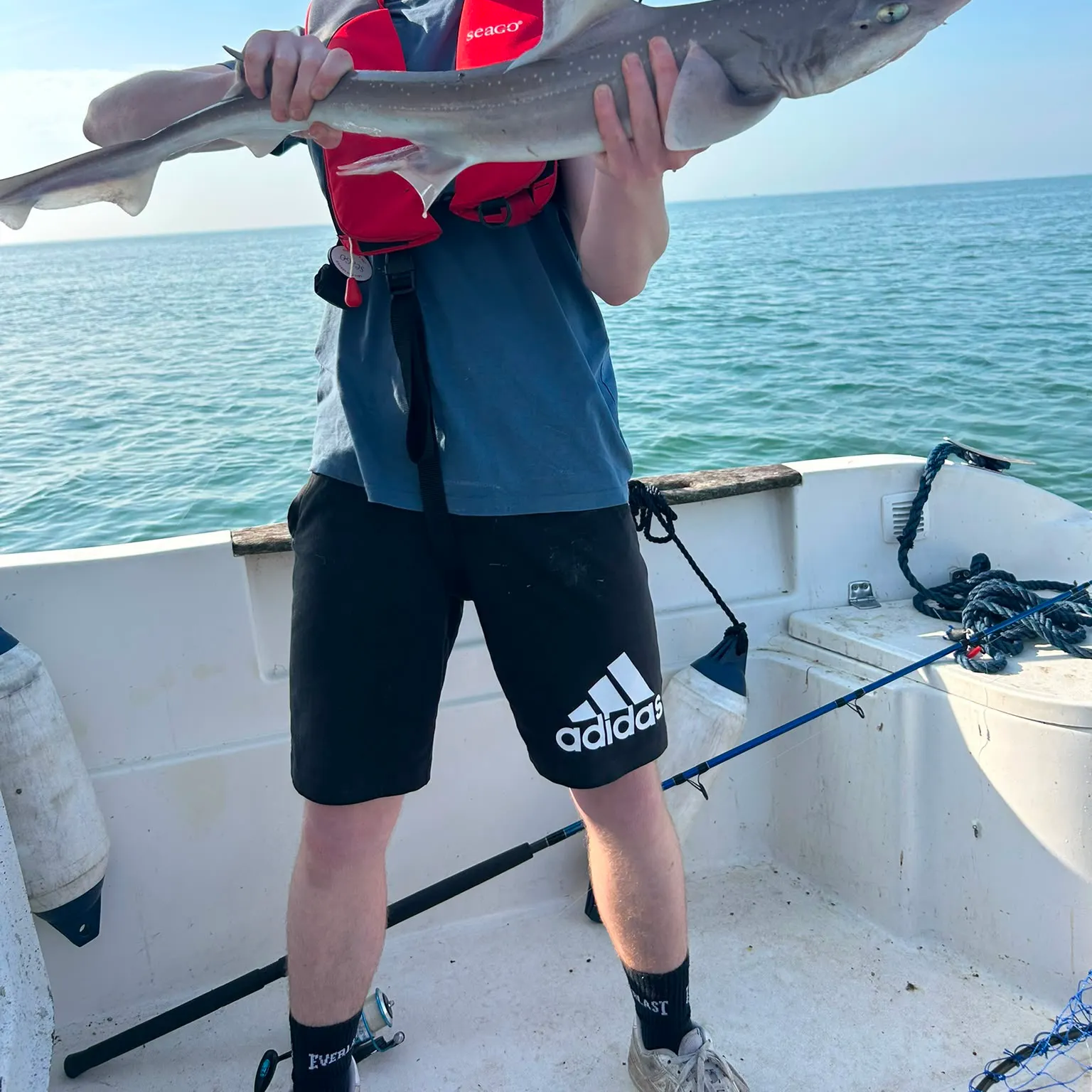 The most recent Starry smooth-hound catches on Fishbrain