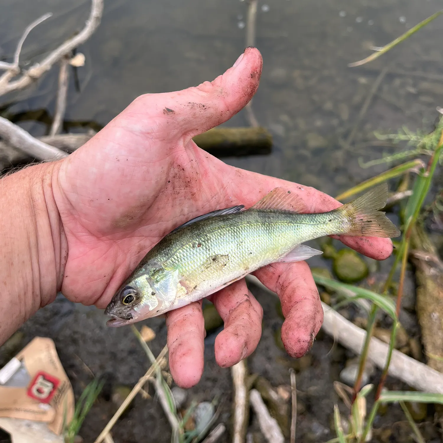 Yellow perch caught on Fishbrain