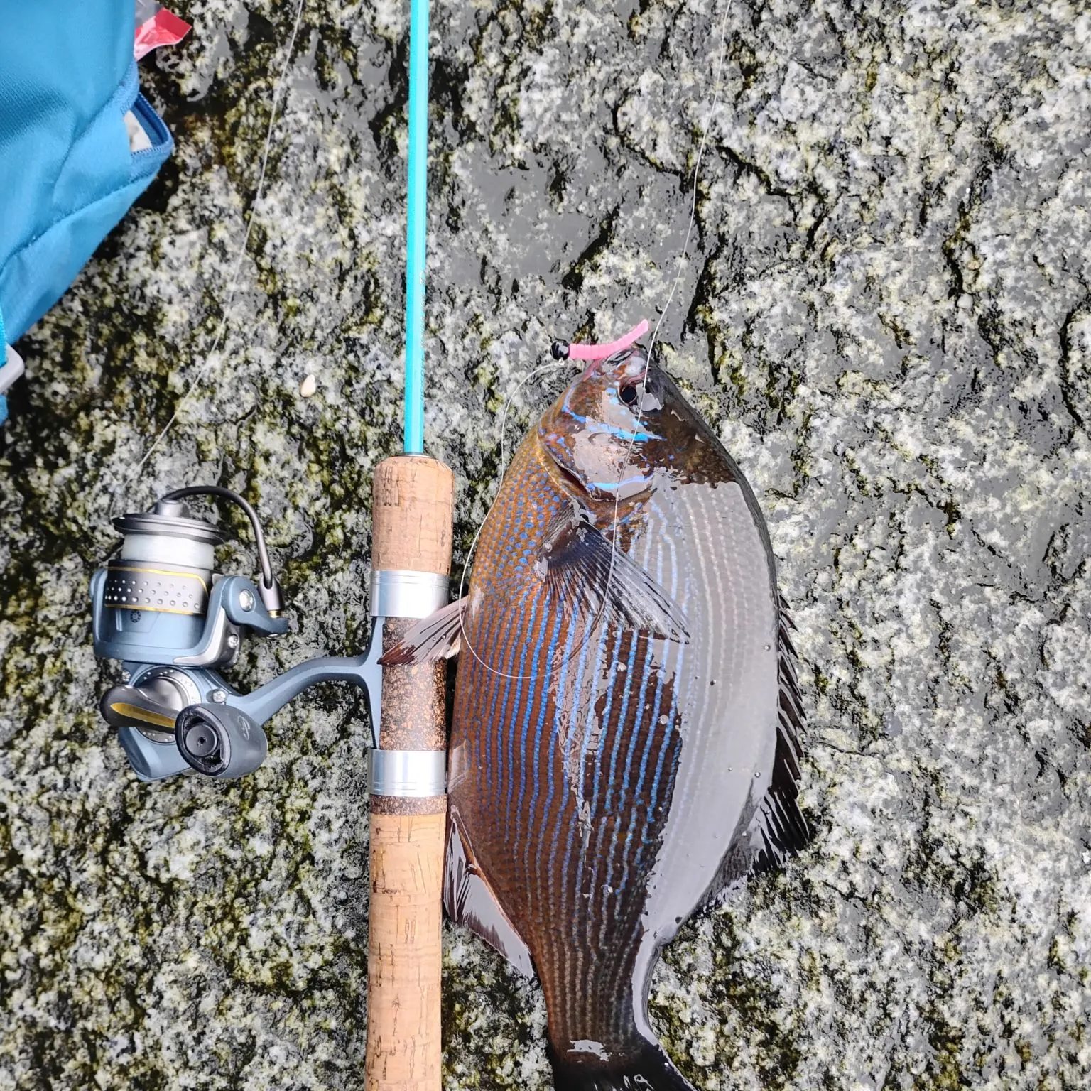 The most recent Striped seaperch catches on Fishbrain