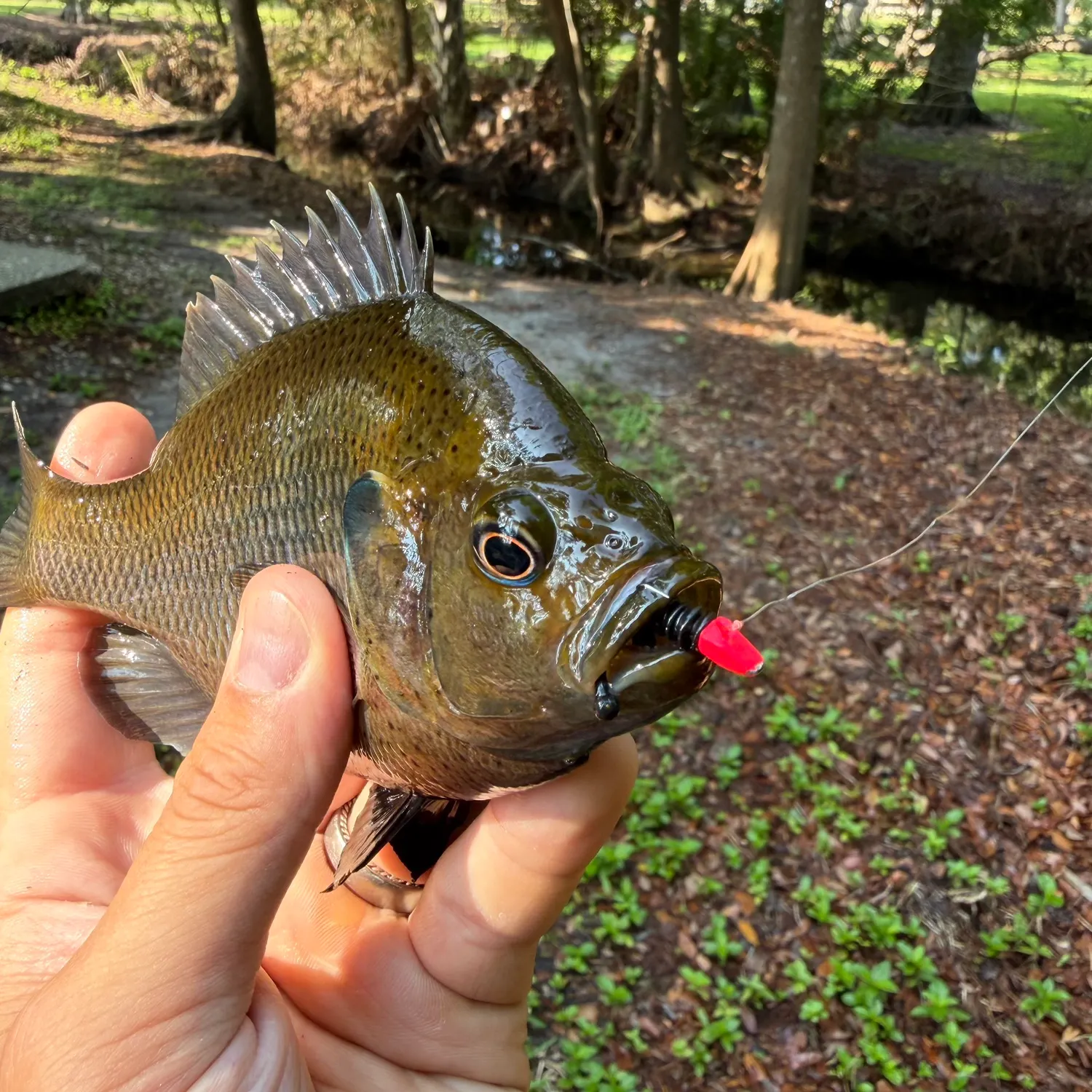 catch