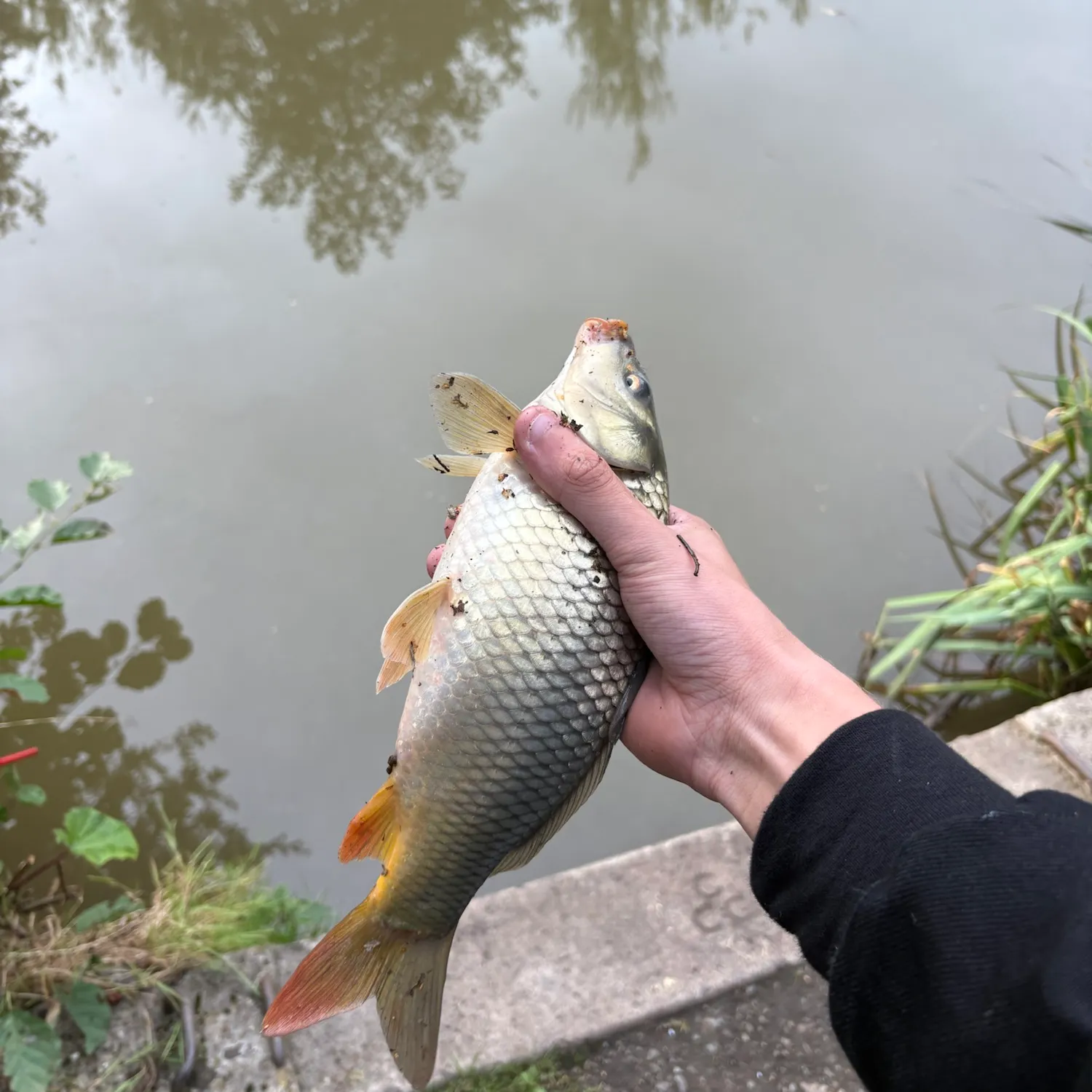 Common carp caught on Fishbrain