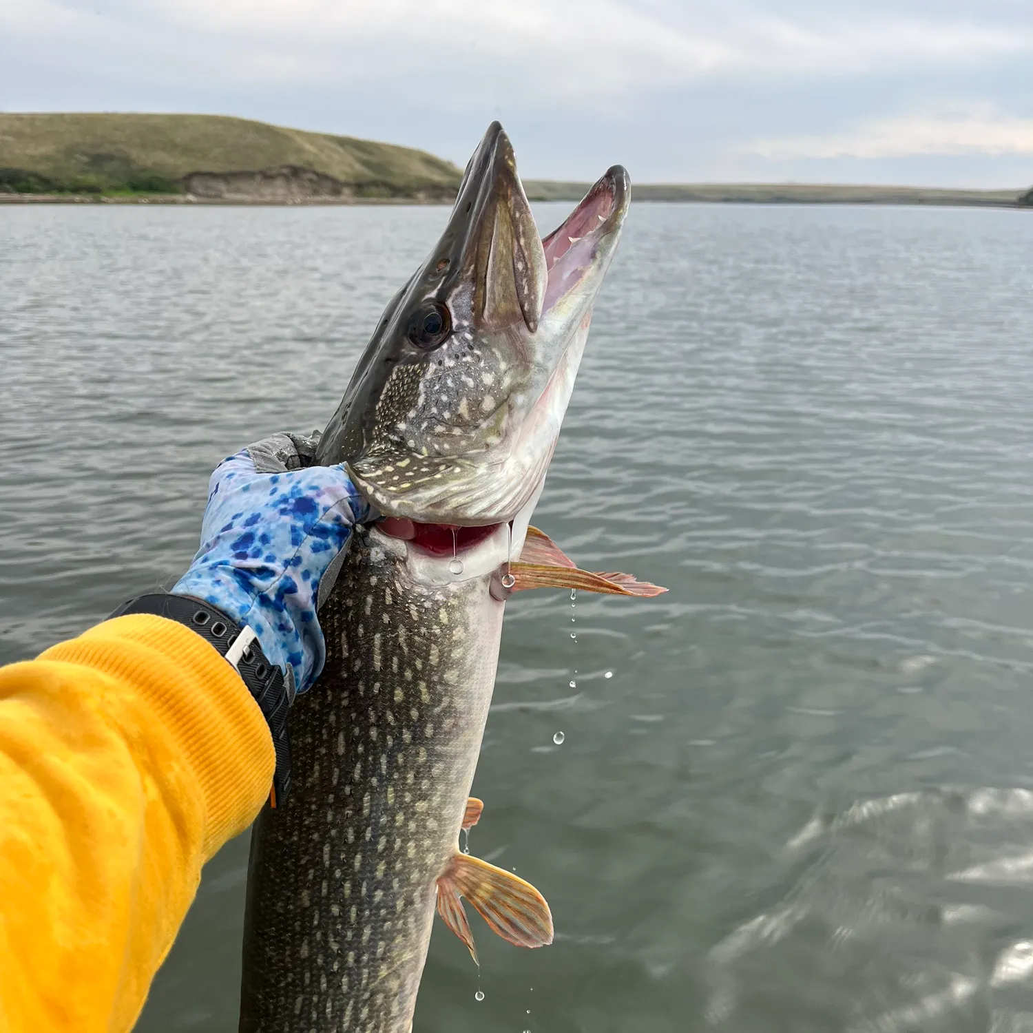 Northern pike caught on Fishbrain