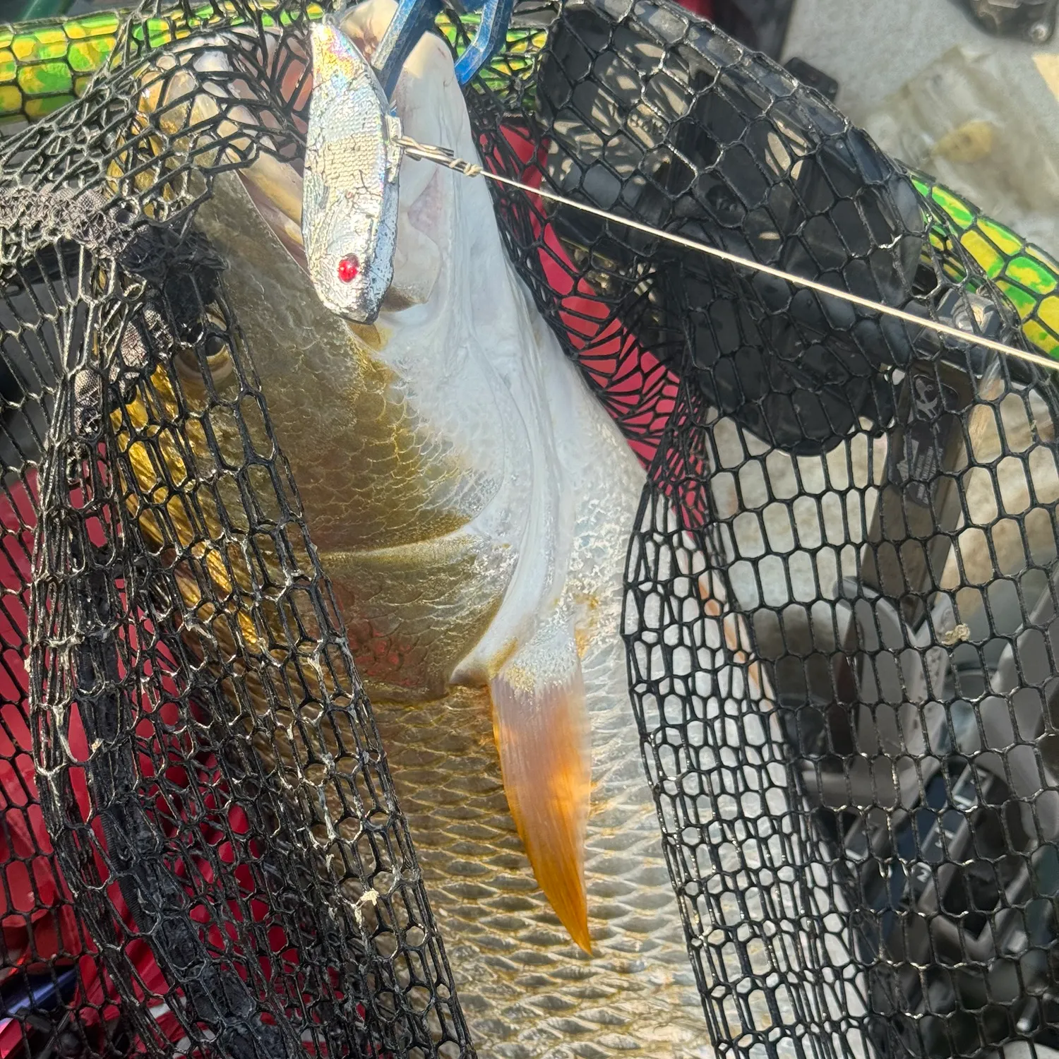 Red drum caught on Fishbrain