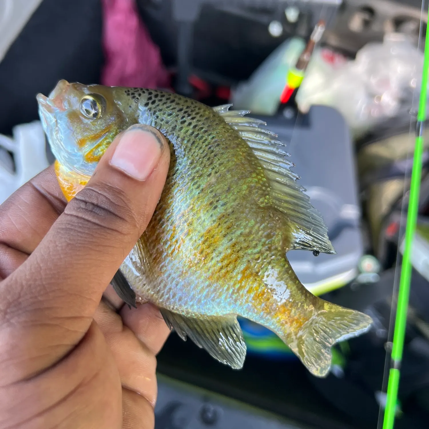 recently logged catches