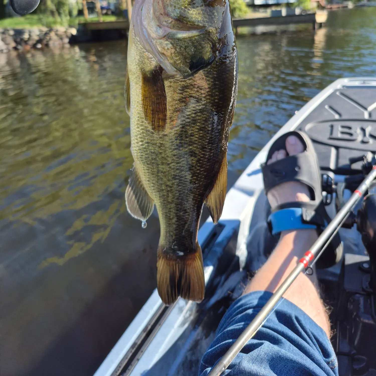 Largemouth bass caught on Fishbrain