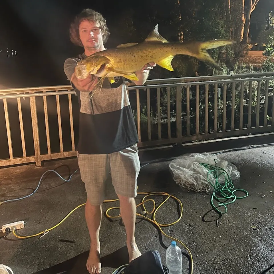 The most recent King threadfin catches on Fishbrain