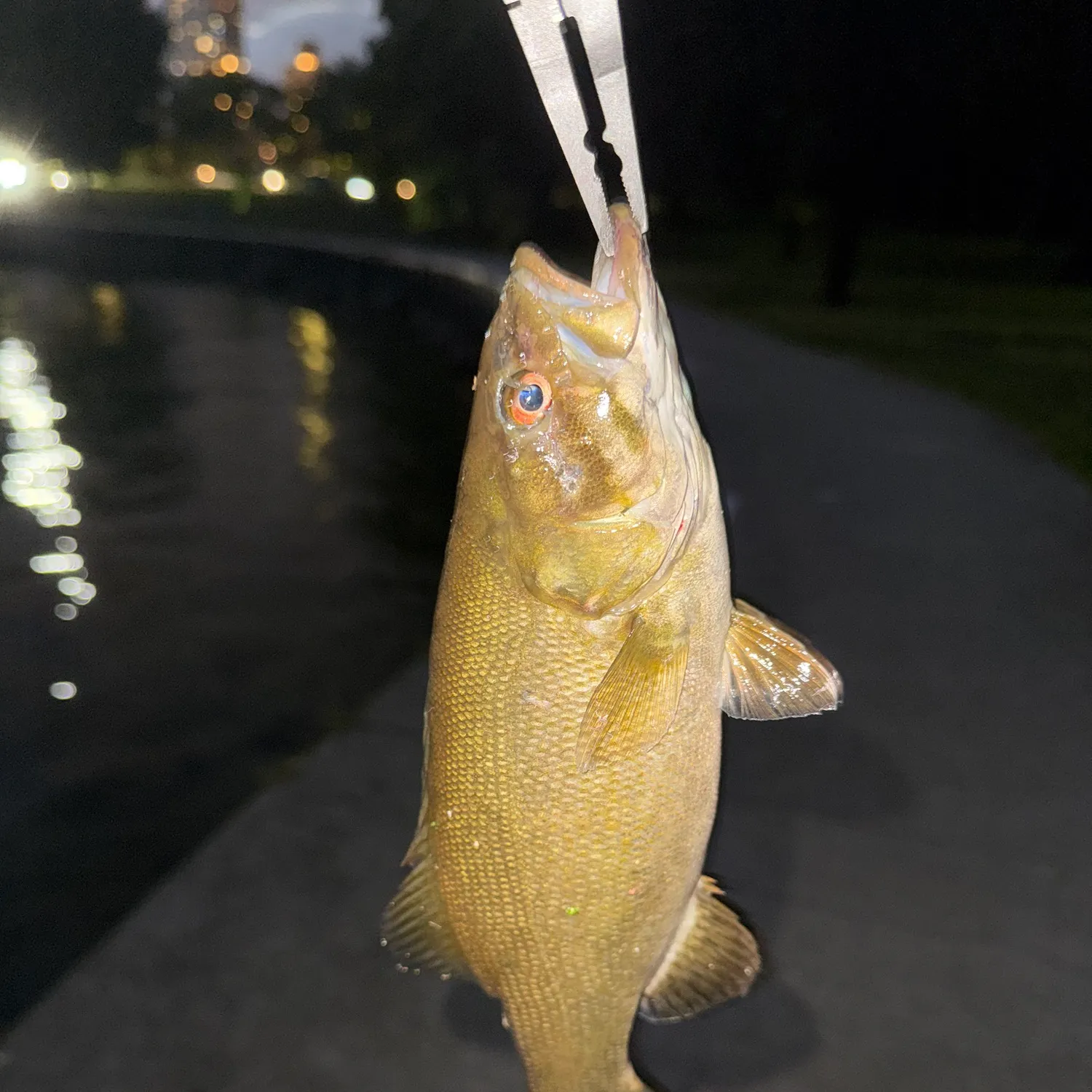 Smallmouth bass caught on Fishbrain
