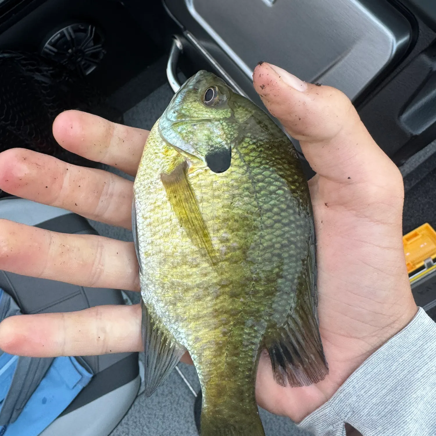 Bluegill caught on Fishbrain