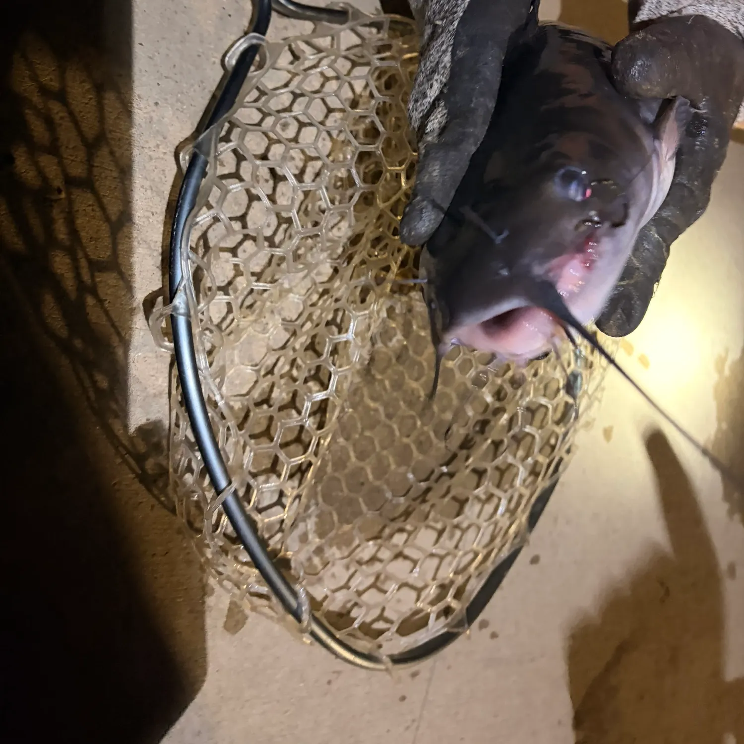 catch