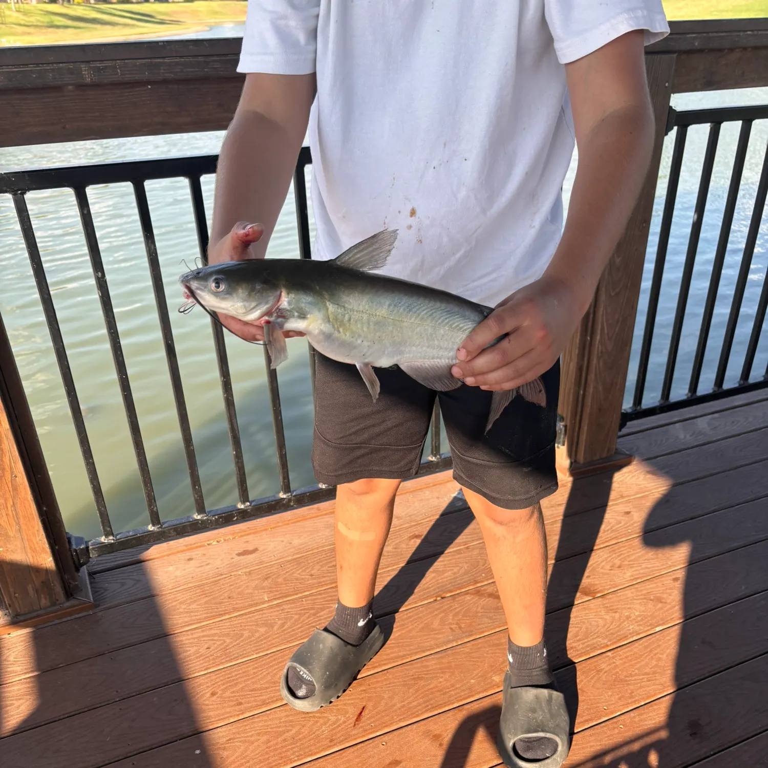 Channel catfish caught on Fishbrain