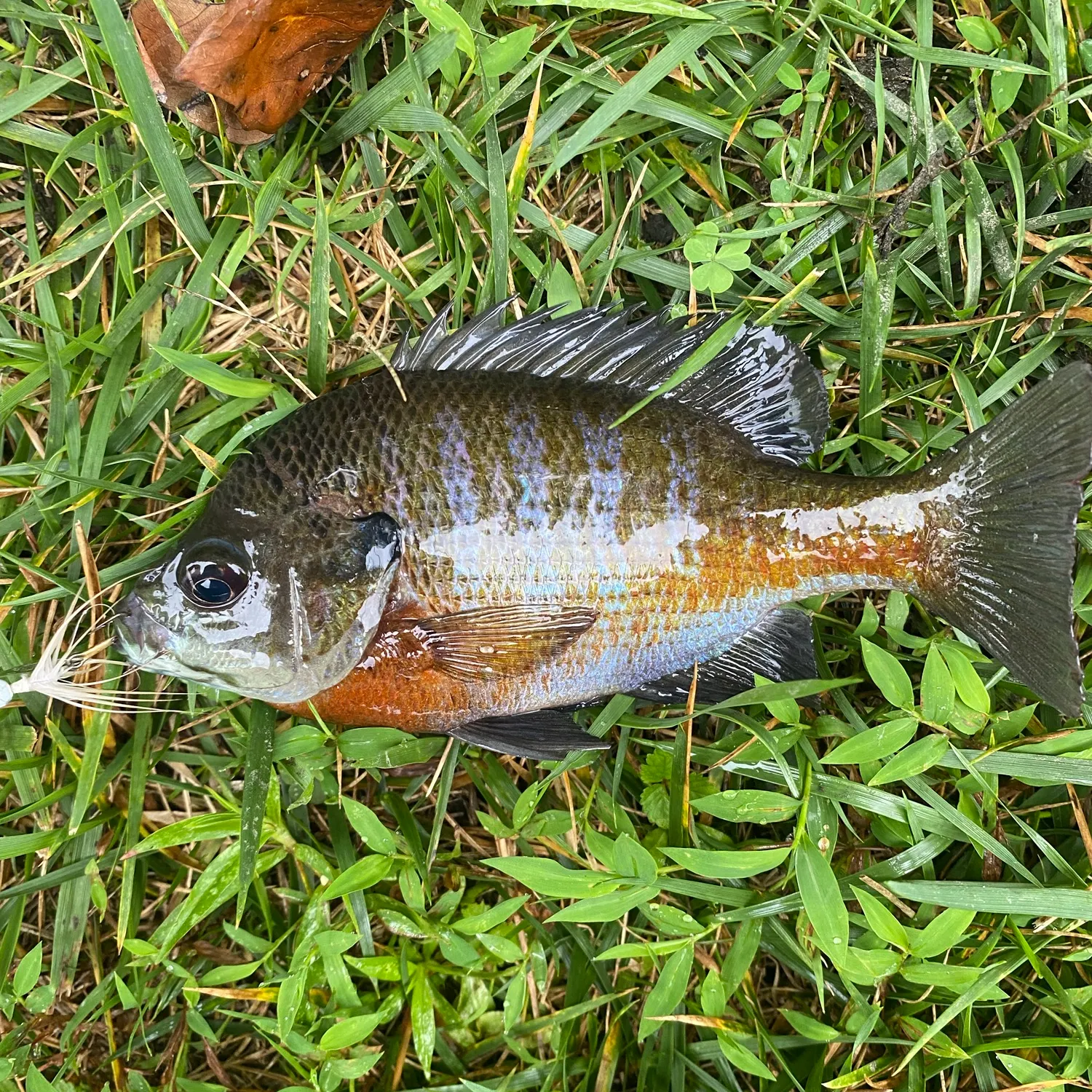 Bluegill caught on Fishbrain