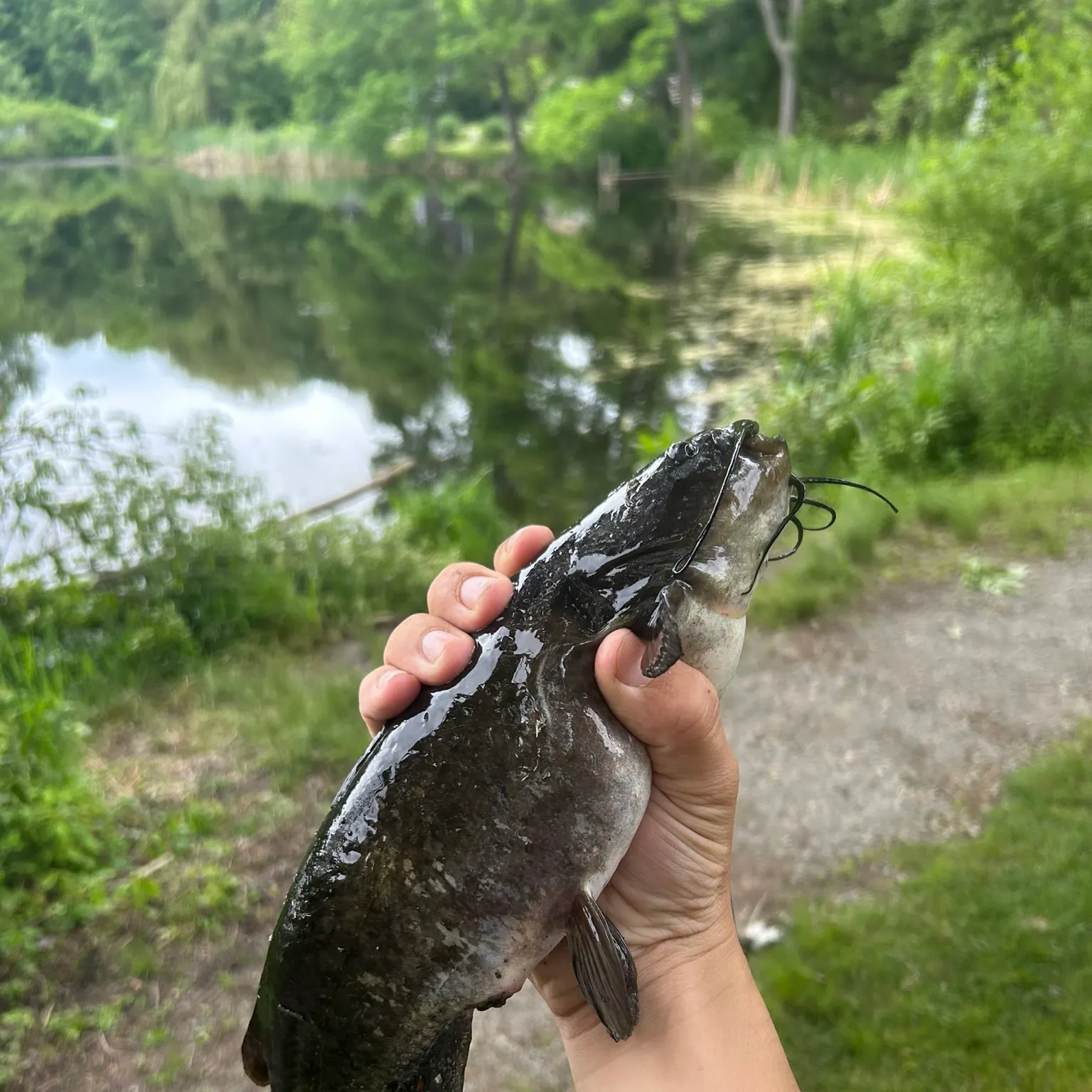 The most recent Black bullhead catches on Fishbrain