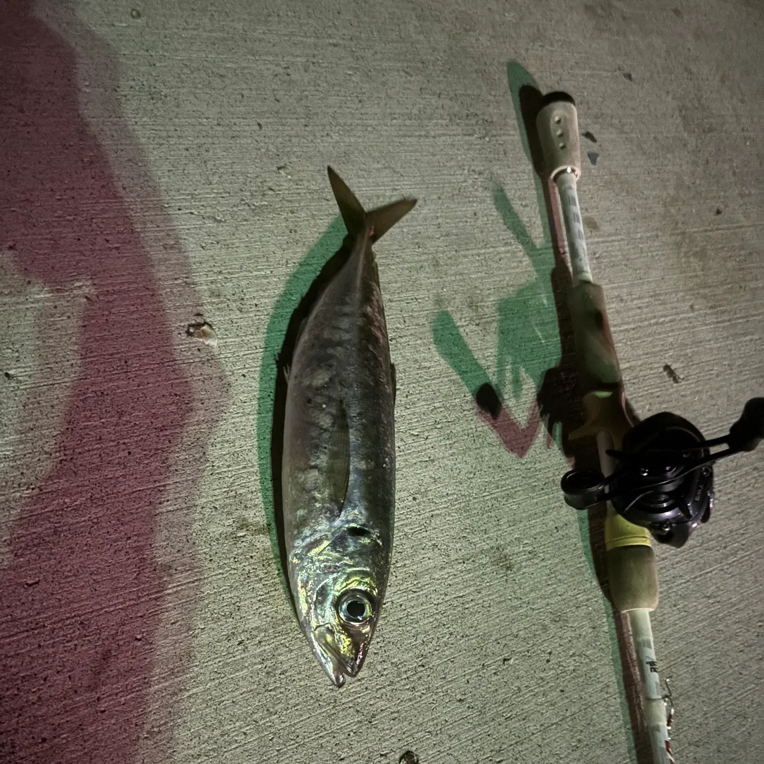 The most recent Pacific jack mackerel catches on Fishbrain