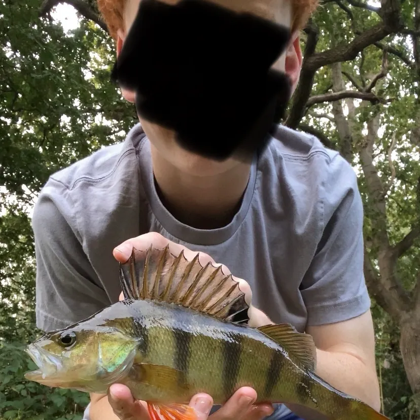 European perch caught on Fishbrain