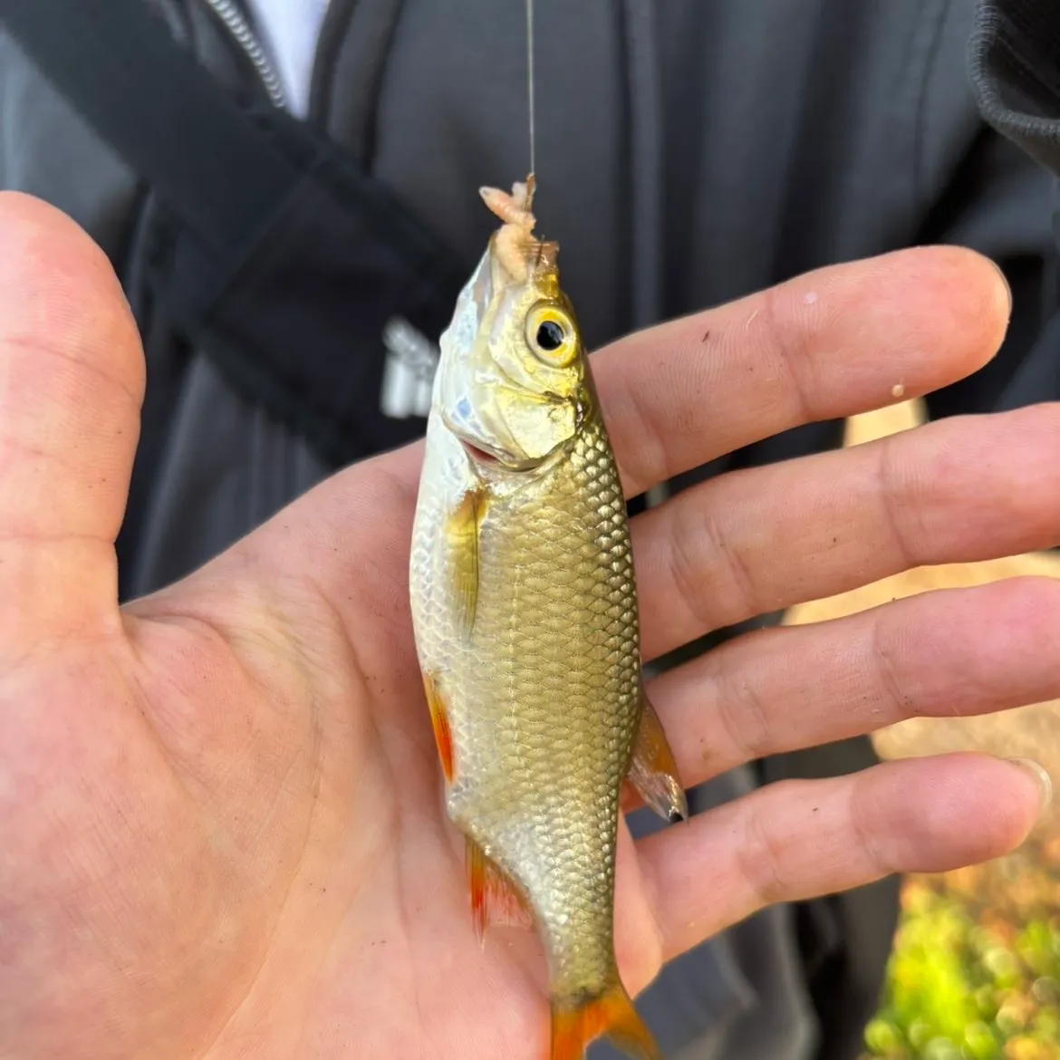 Common roach caught on Fishbrain