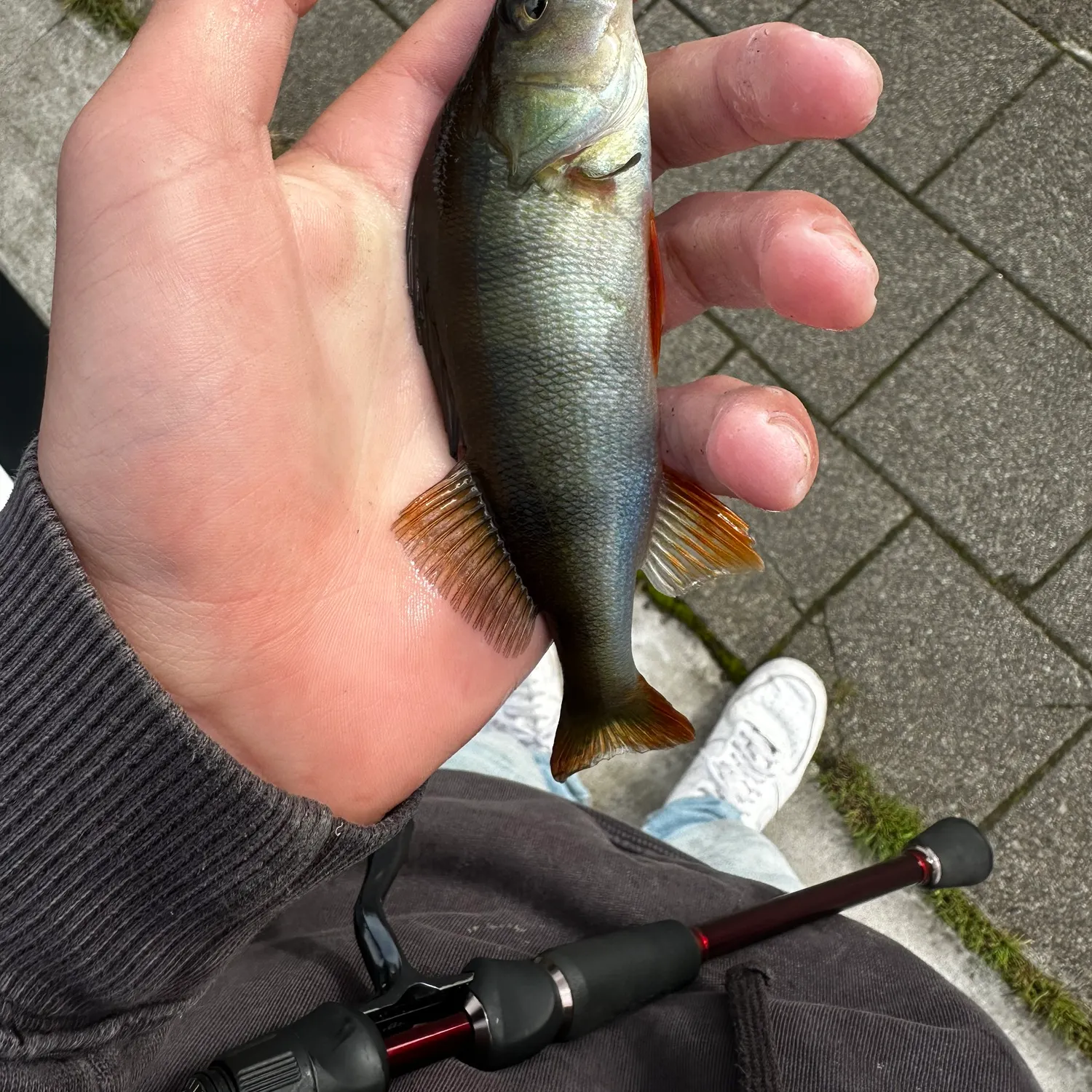 European perch caught on Fishbrain