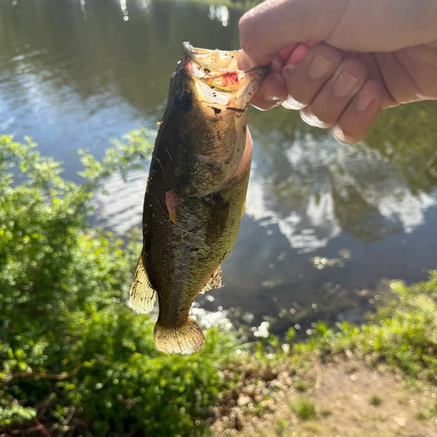 catch