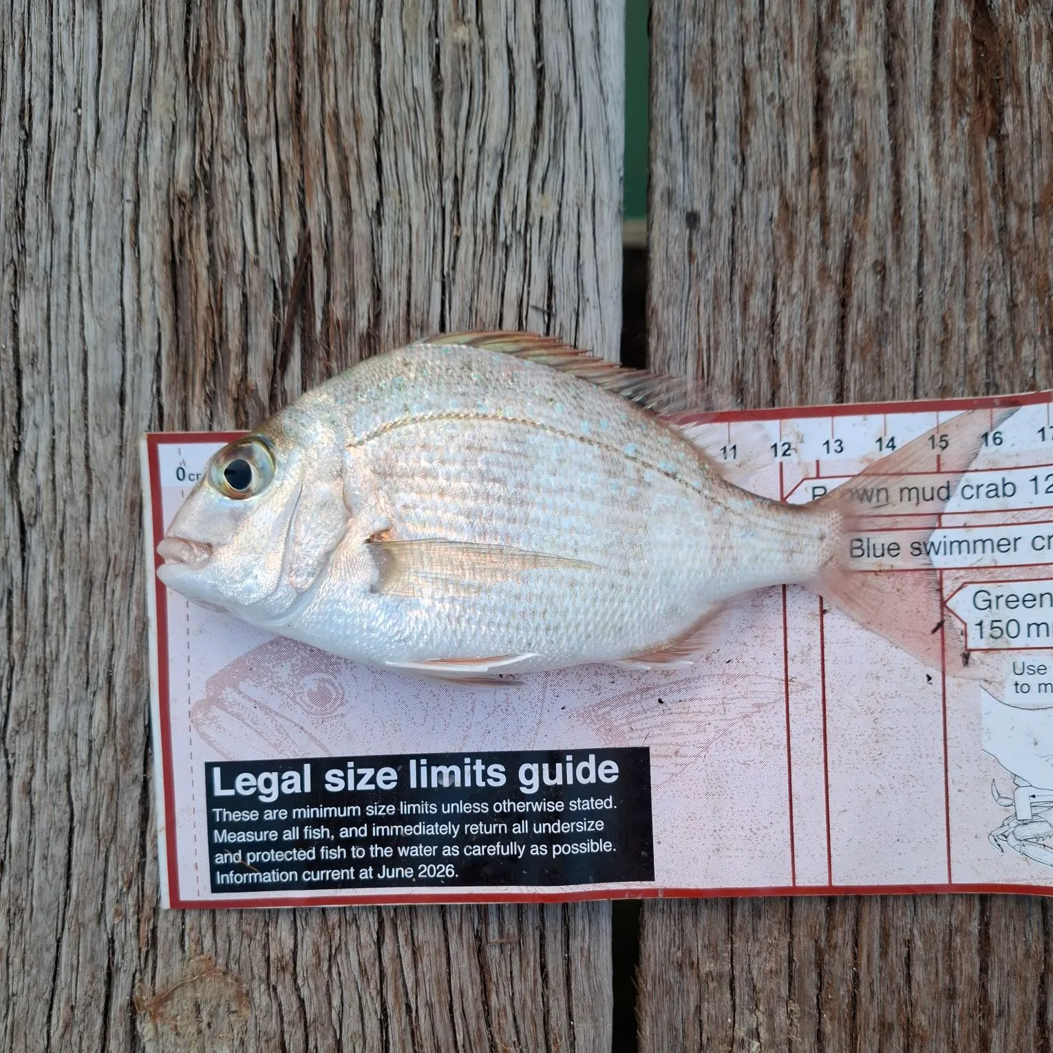 Australasian snapper caught on Fishbrain