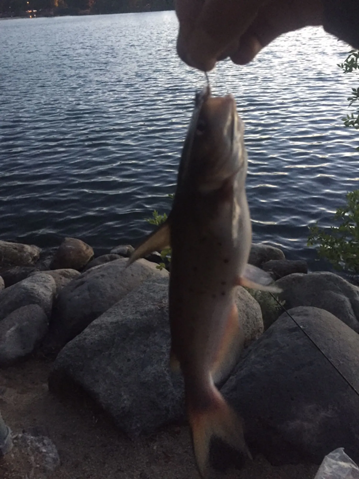 Post image from AgentS19