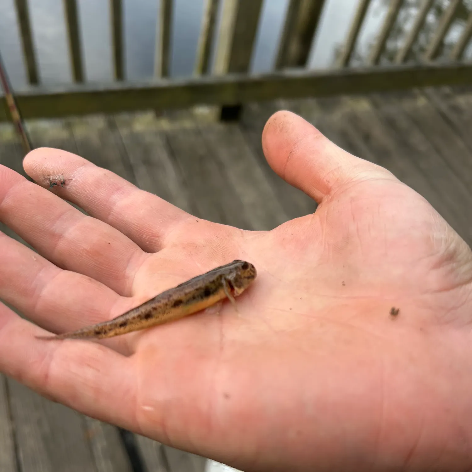 The most recent Sand goby catches on Fishbrain