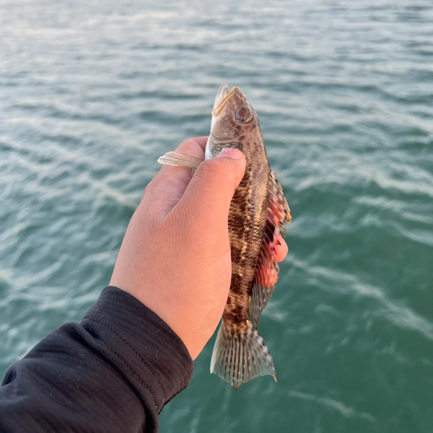 The most recent Rock sea bass catches on Fishbrain