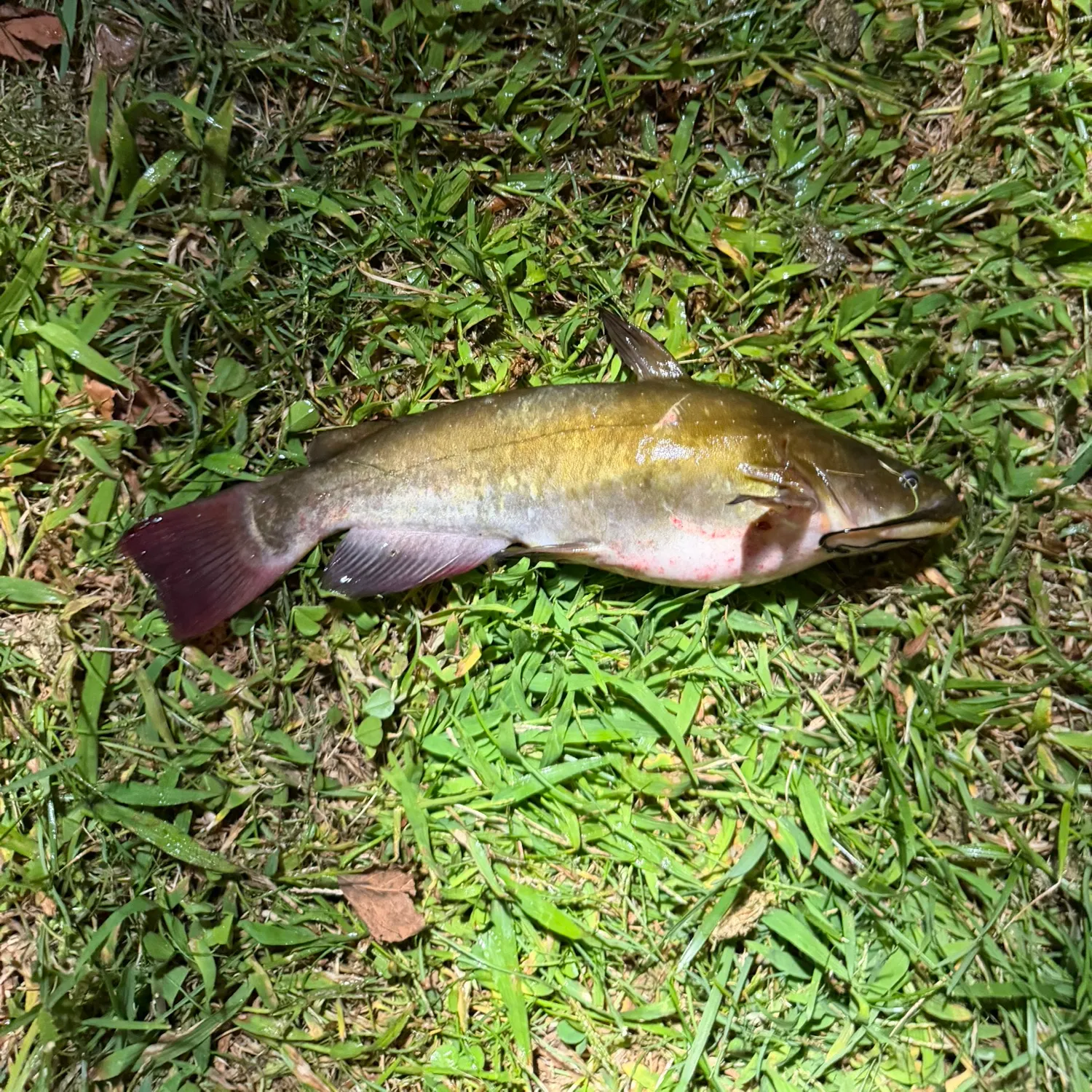 Yellow bullhead caught on Fishbrain