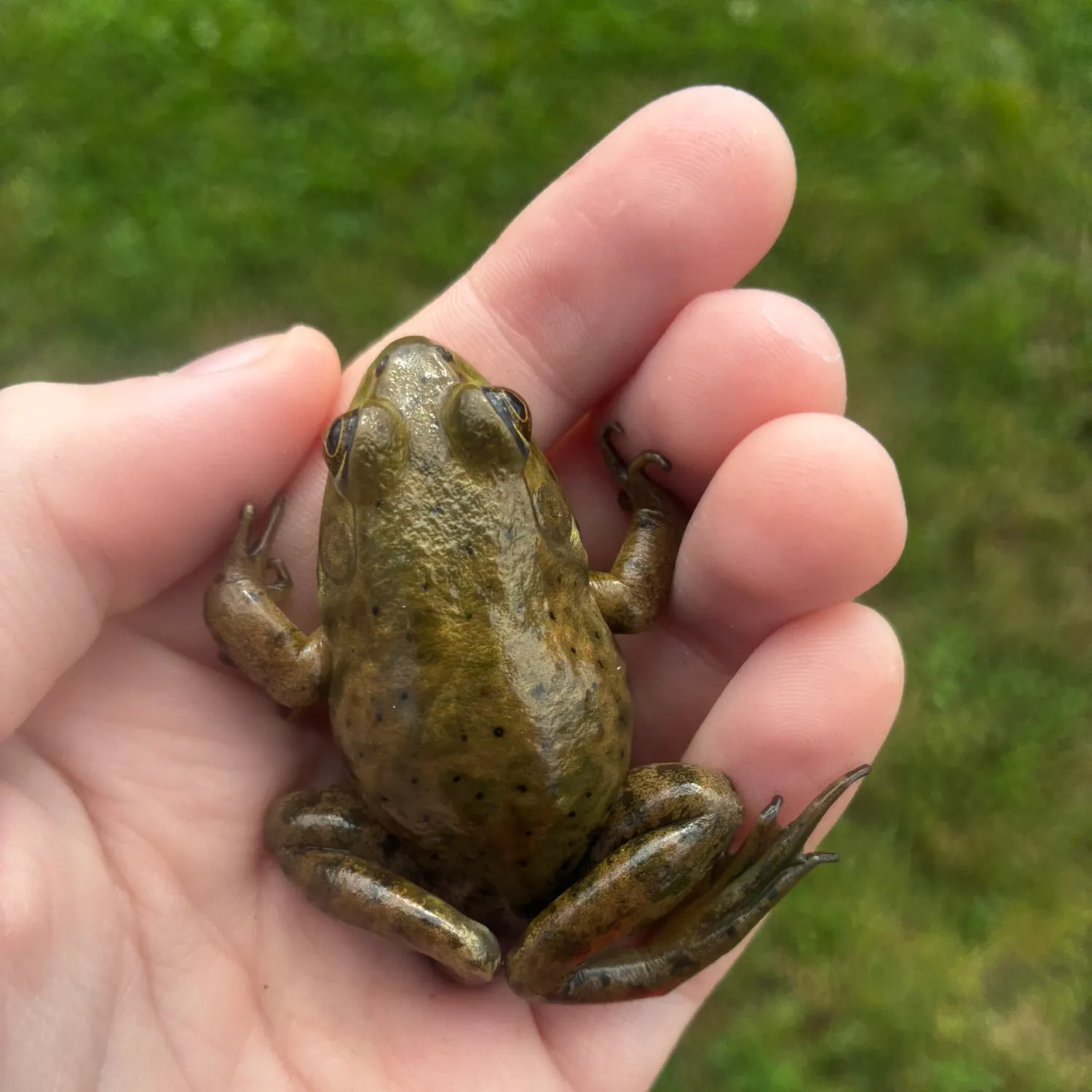 Green frog caught on Fishbrain