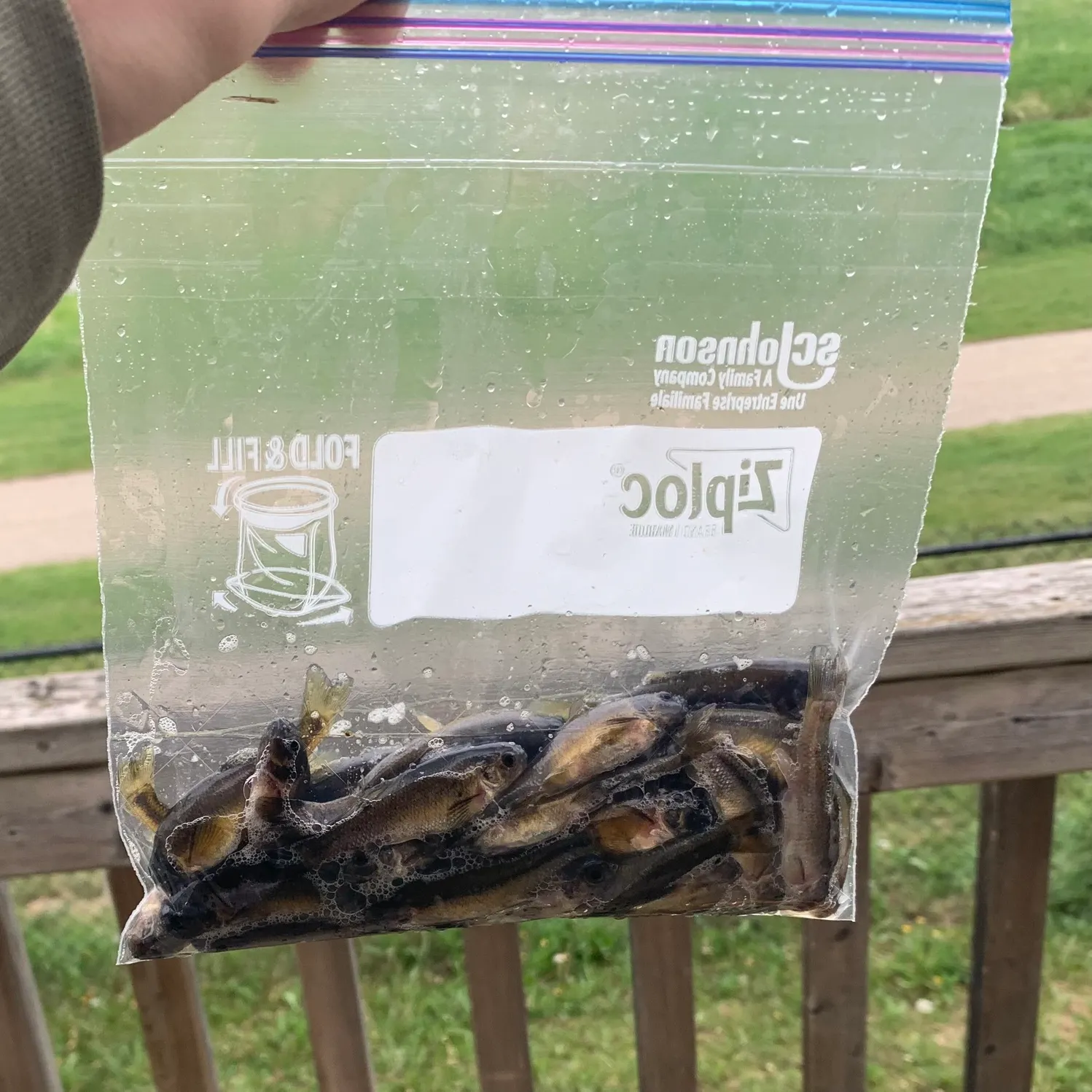 The most recent Fathead minnow catches on Fishbrain