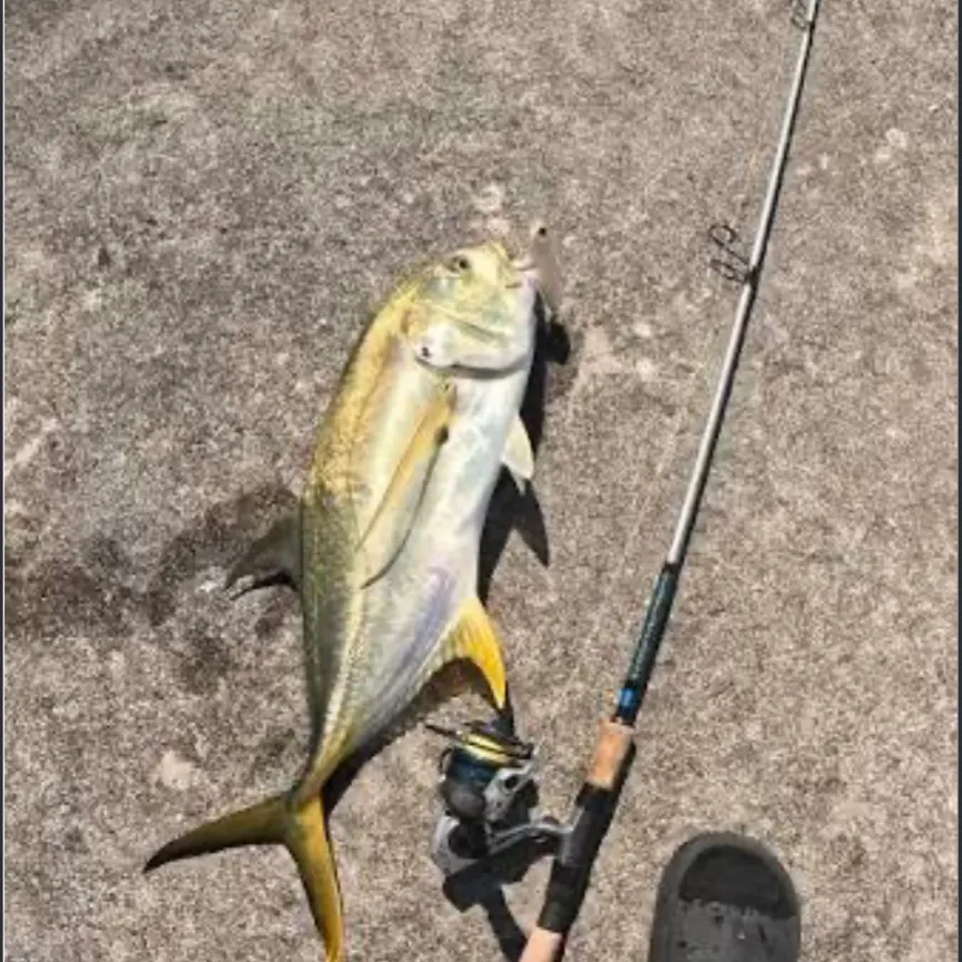 The most recent Bullseye snakehead catches on Fishbrain