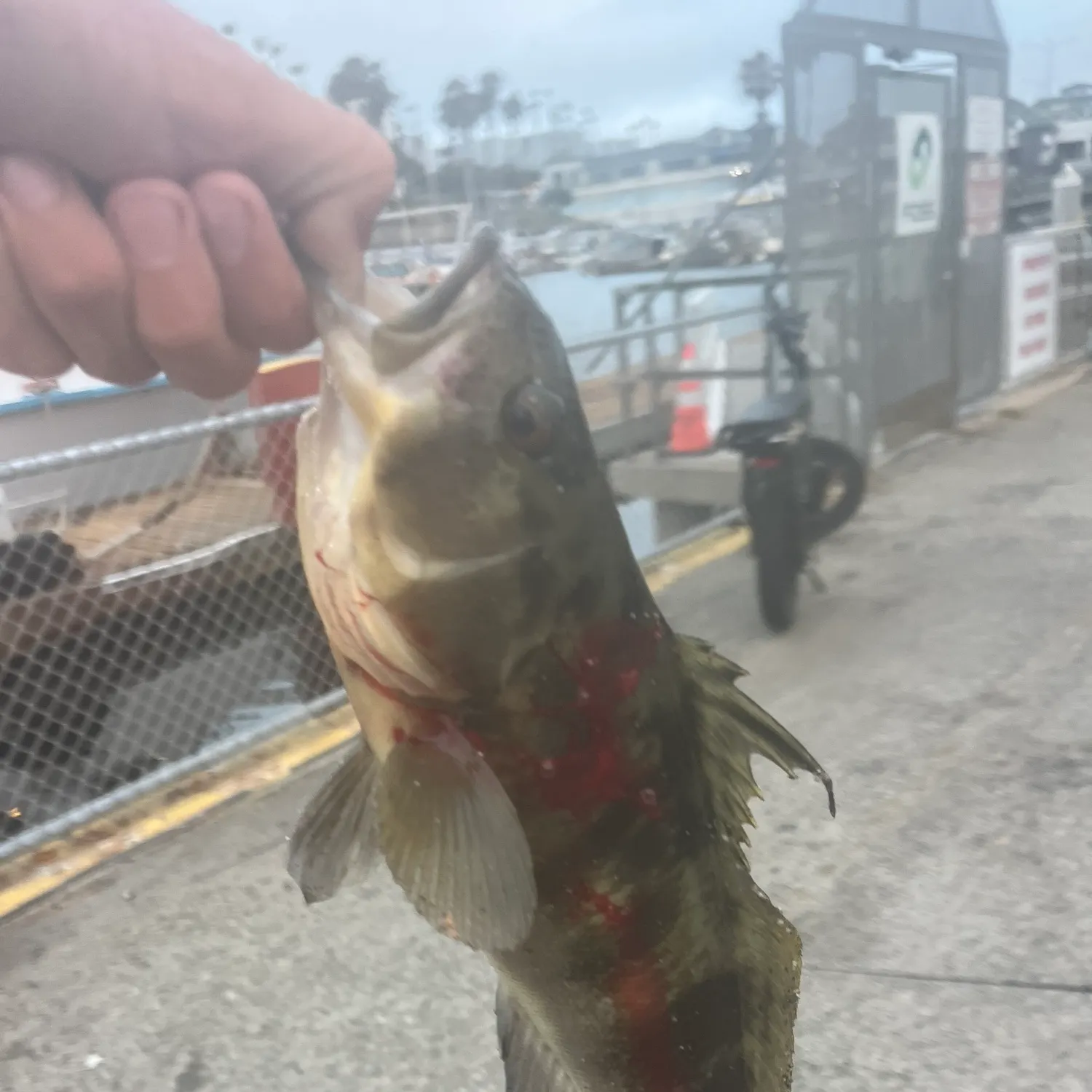 catch