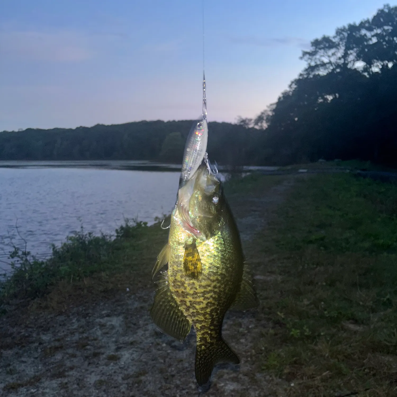 Black crappie caught on Fishbrain