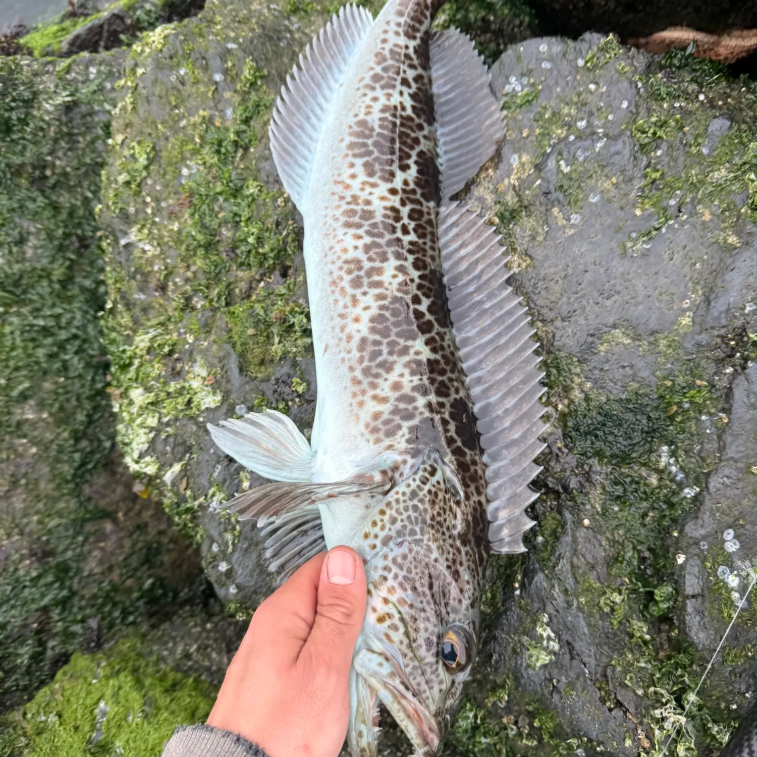 The most recent Blue rockfish catches on Fishbrain