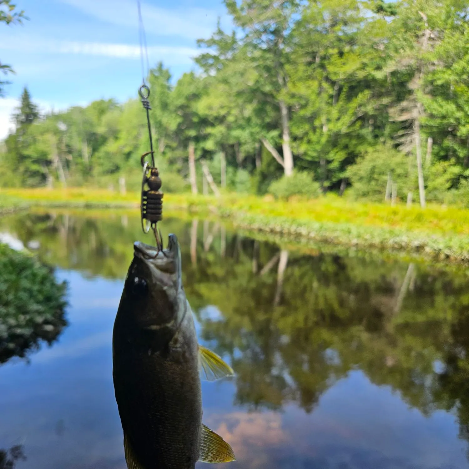 Smallmouth bass caught on Fishbrain