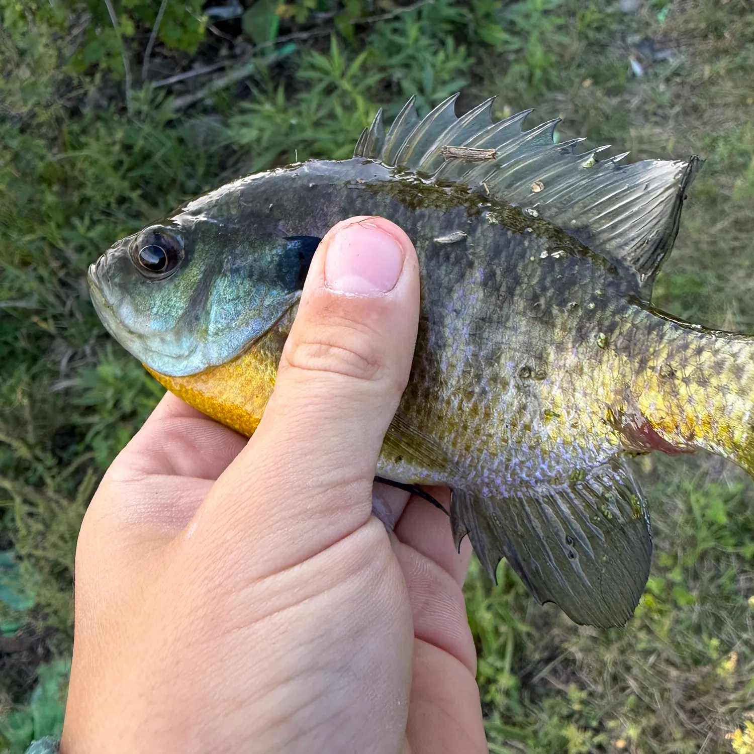 Bluegill caught on Fishbrain