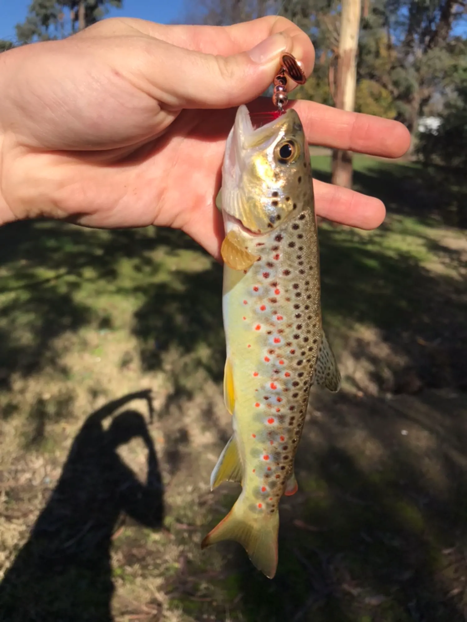 Post image from Doc-Yarrum