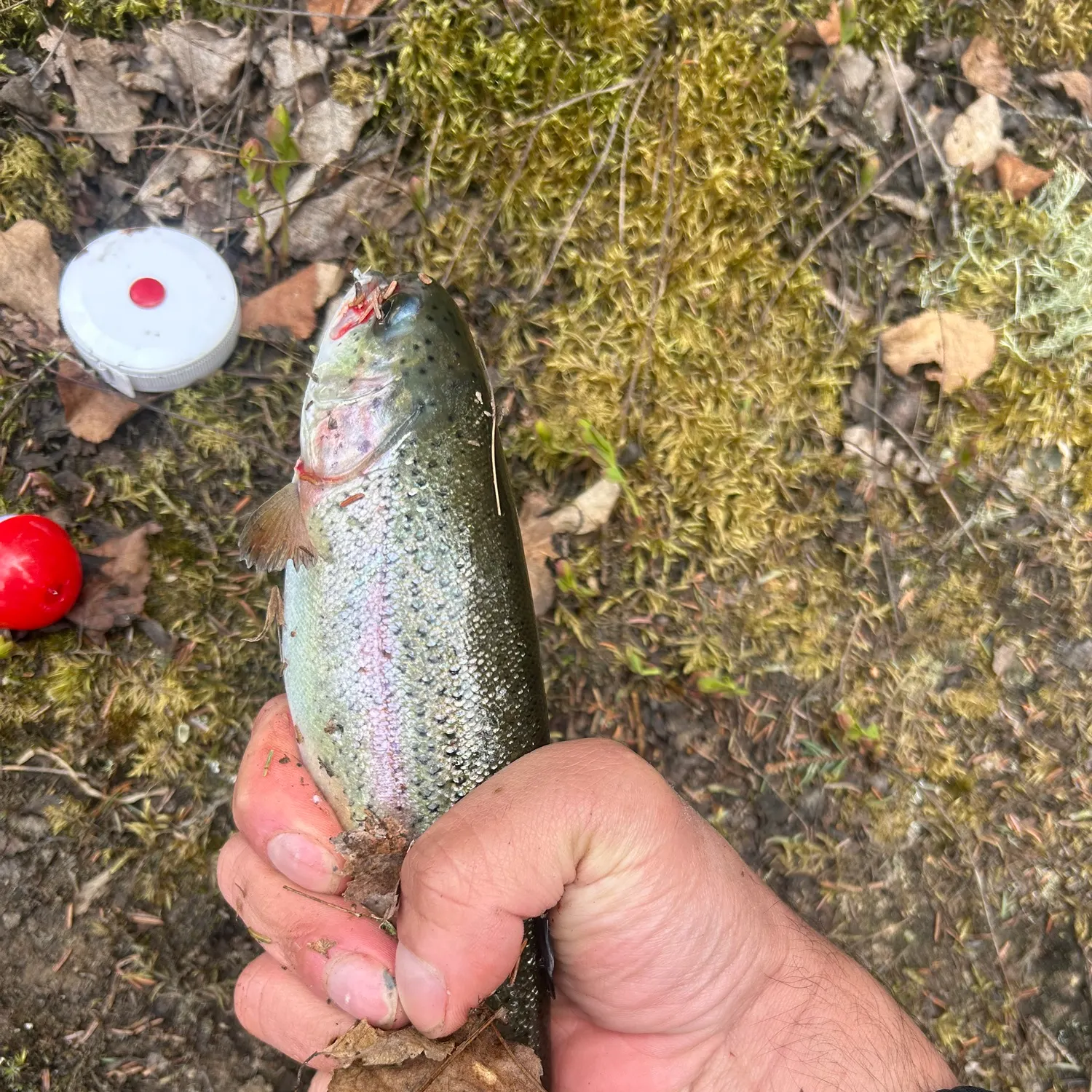 Rainbow trout caught on Fishbrain