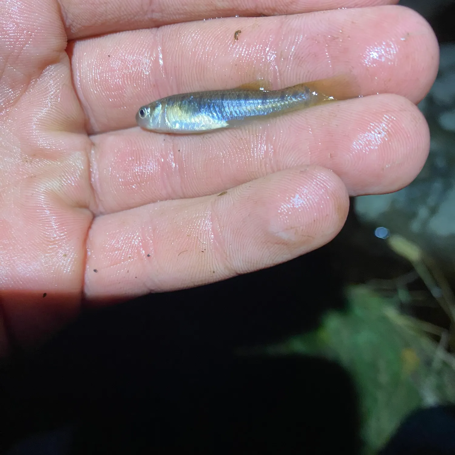 The most recent Mummichog catches on Fishbrain