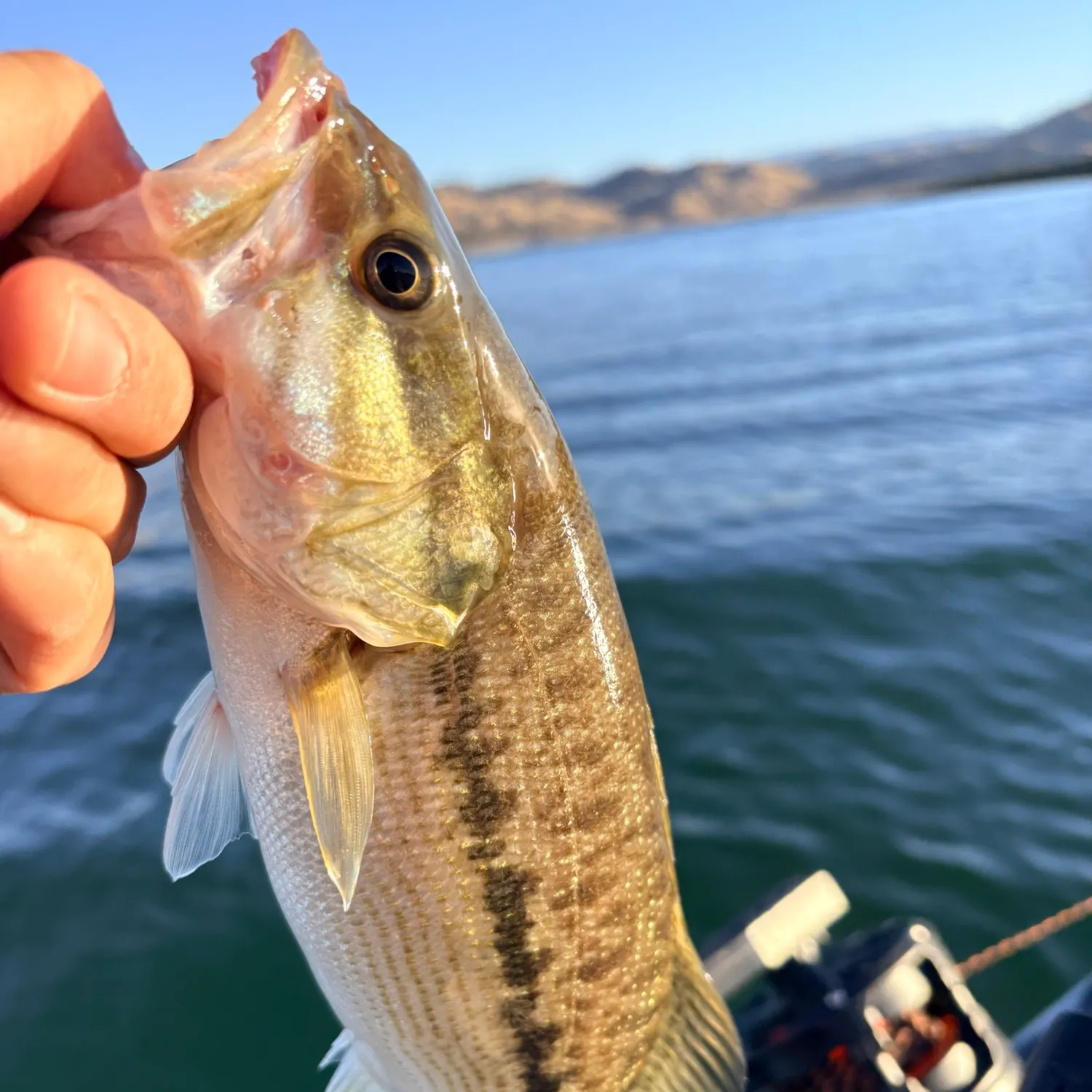 Spotted bass caught on Fishbrain