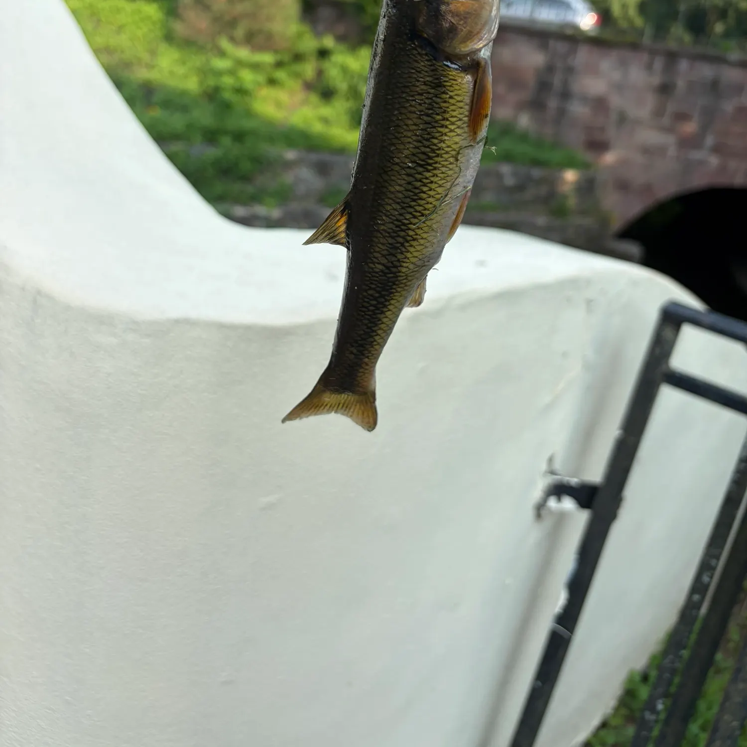 Creek chub caught on Fishbrain