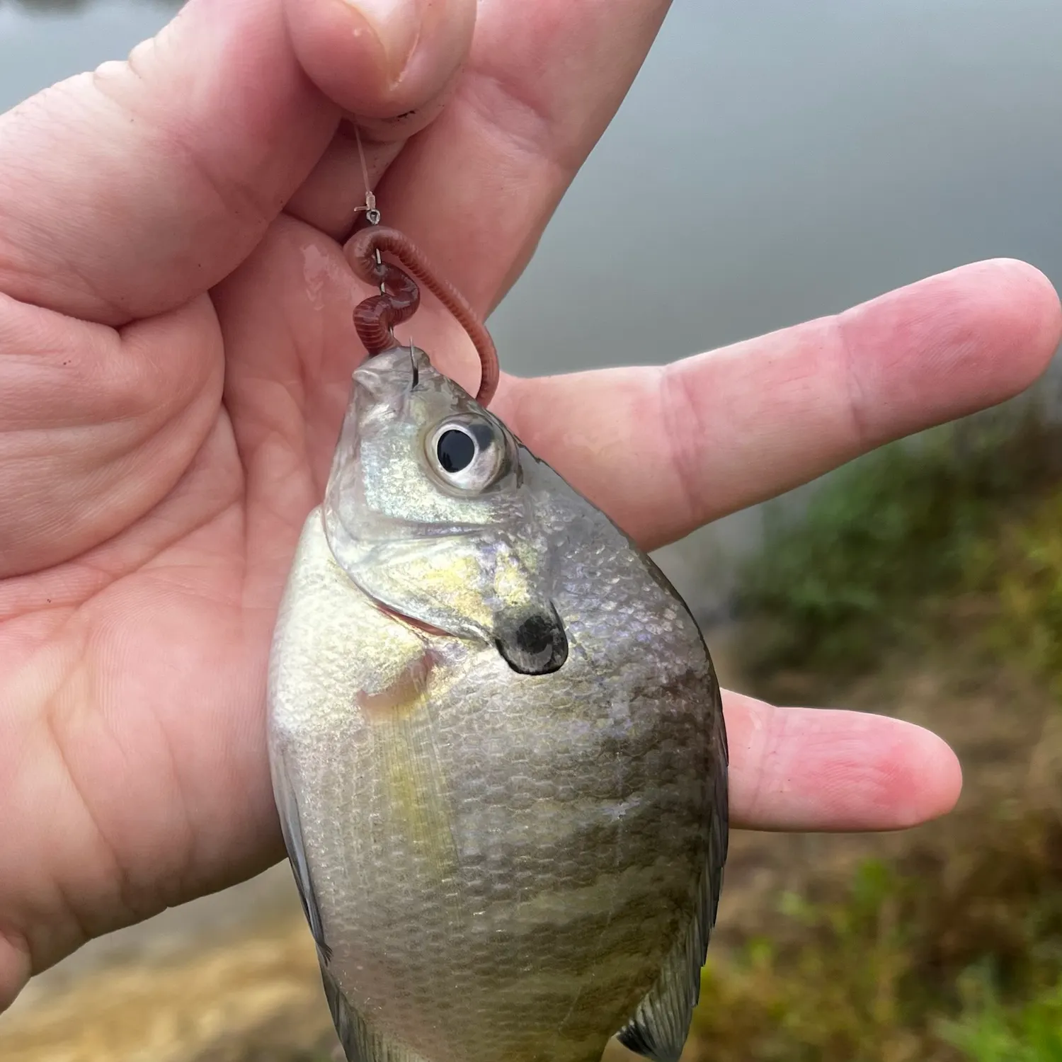 Bluegill caught on Fishbrain