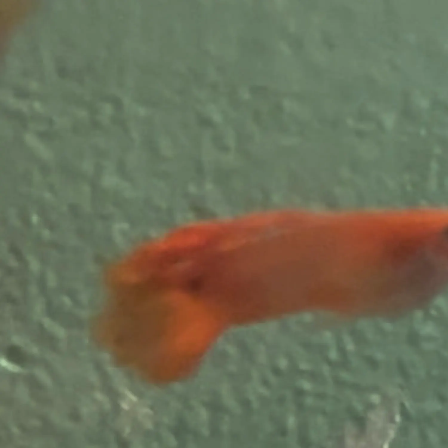 The most recent Guppy catches on Fishbrain