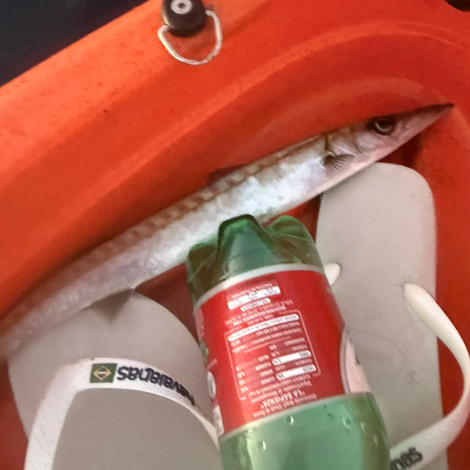 The most recent European barracuda catches on Fishbrain