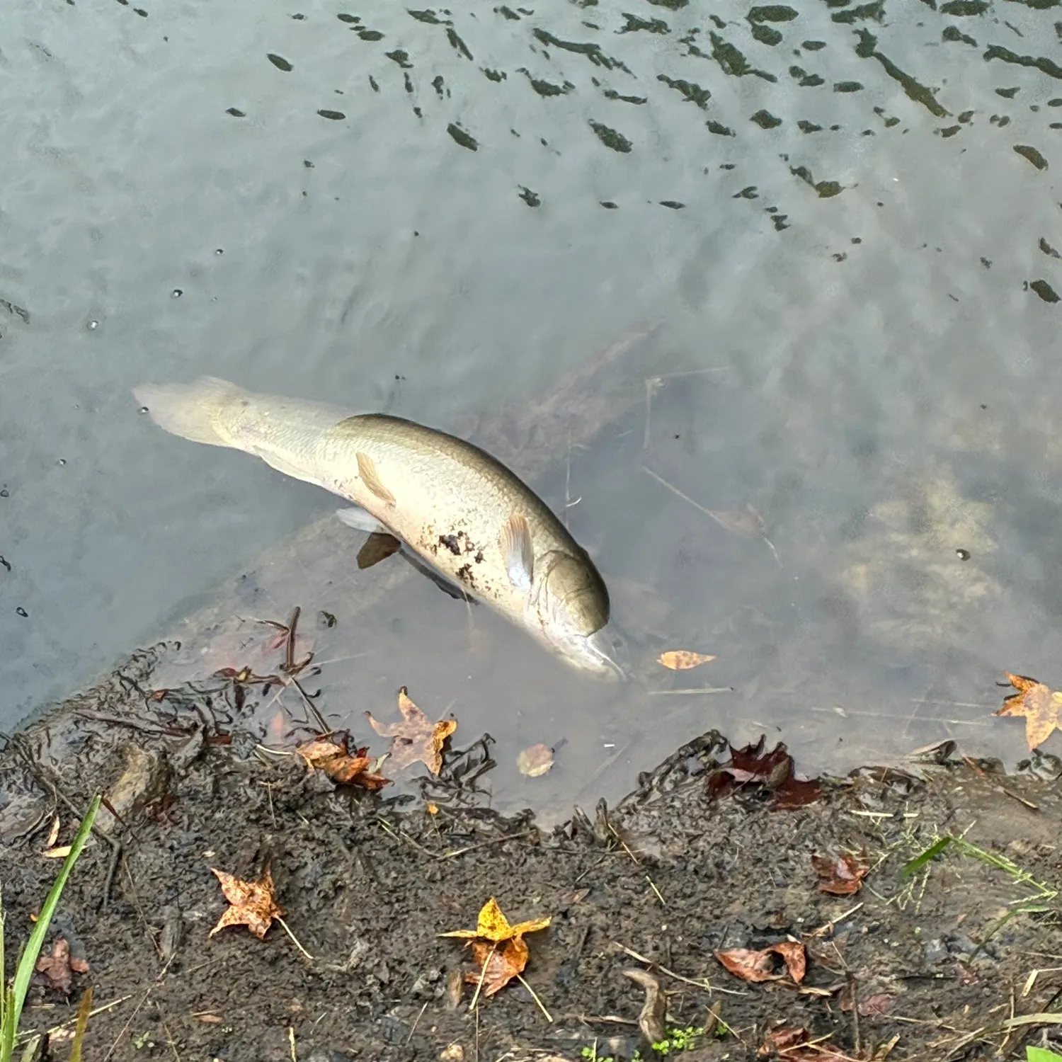 Fish caught on Fishbrain