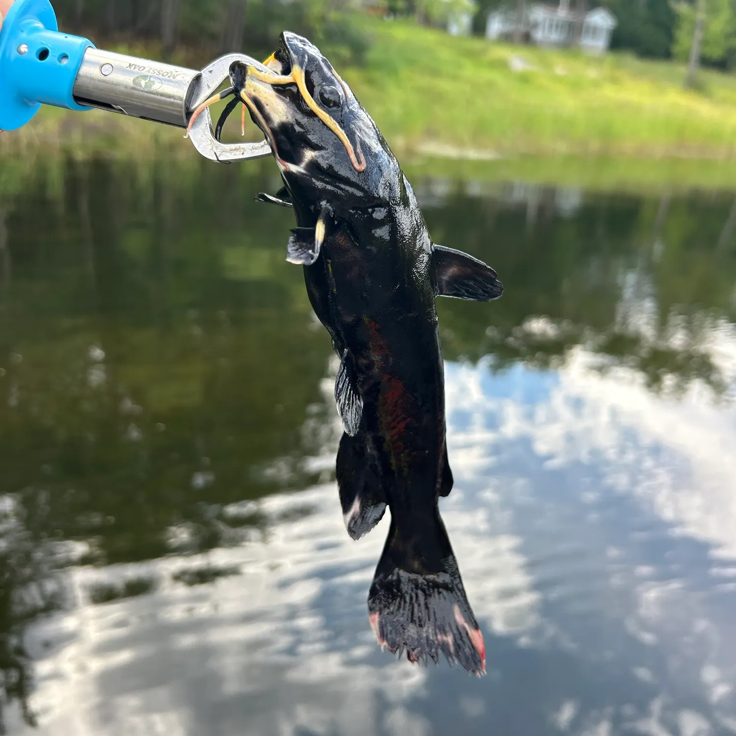 Brown bullhead caught on Fishbrain