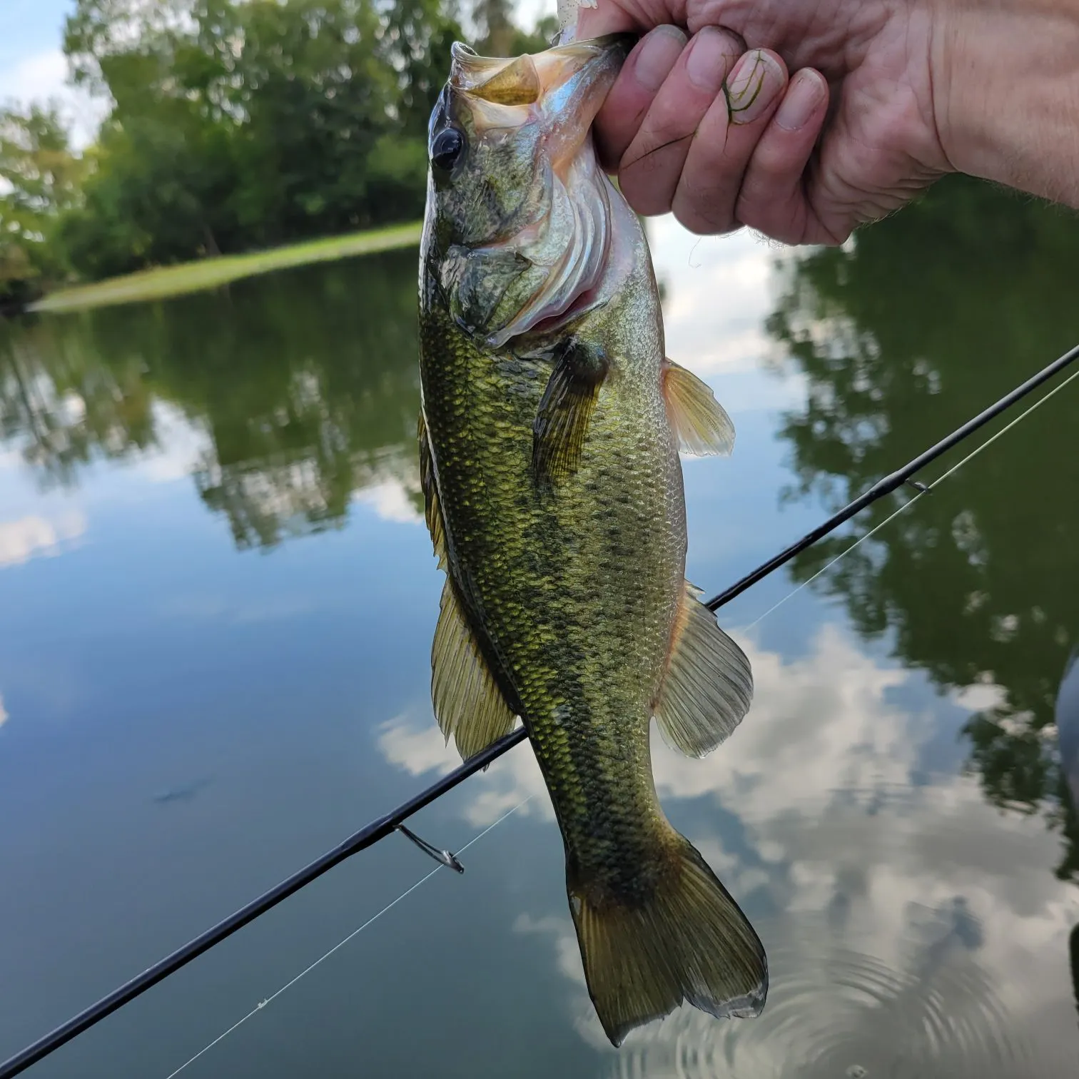 Largemouth bass caught on Fishbrain